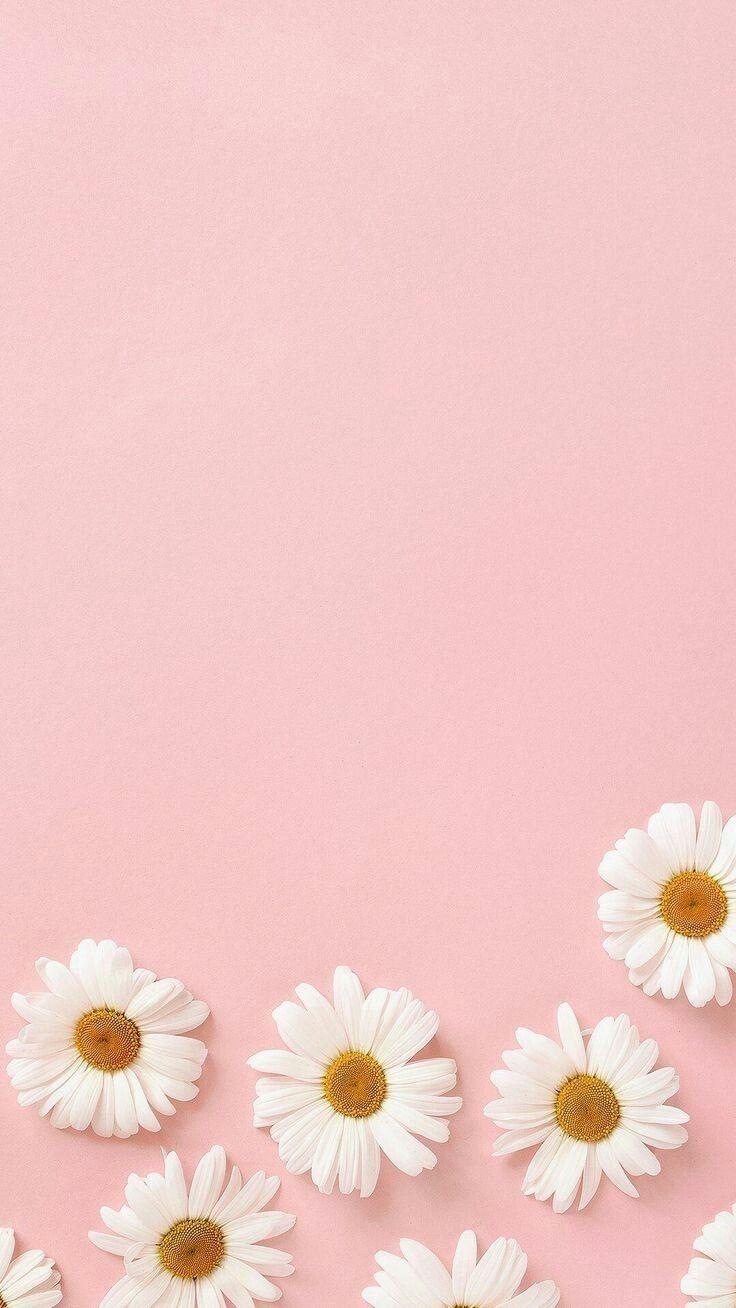 736x1308 Pink Aesthetic Wallpaper