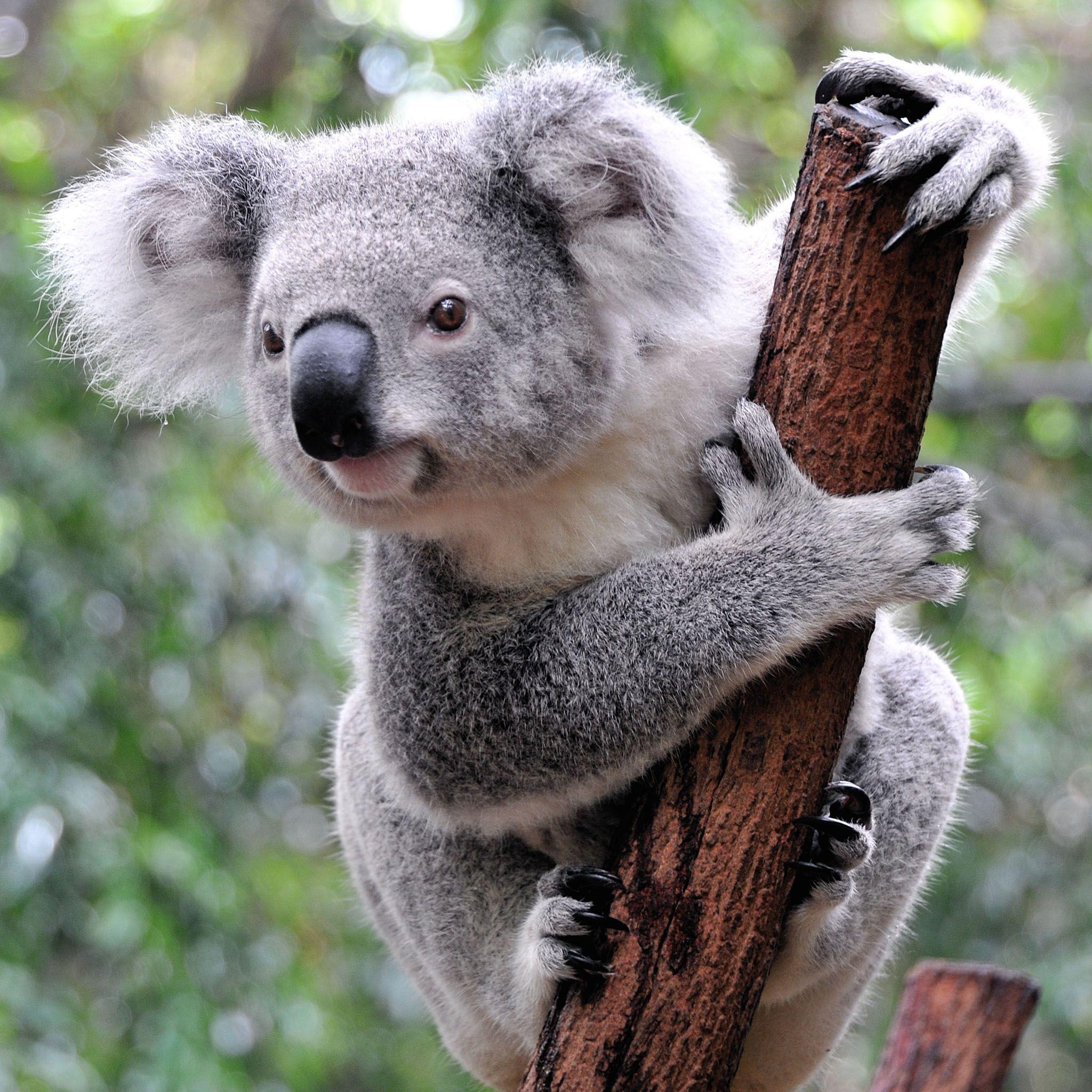 2048x2048 Koala Bear