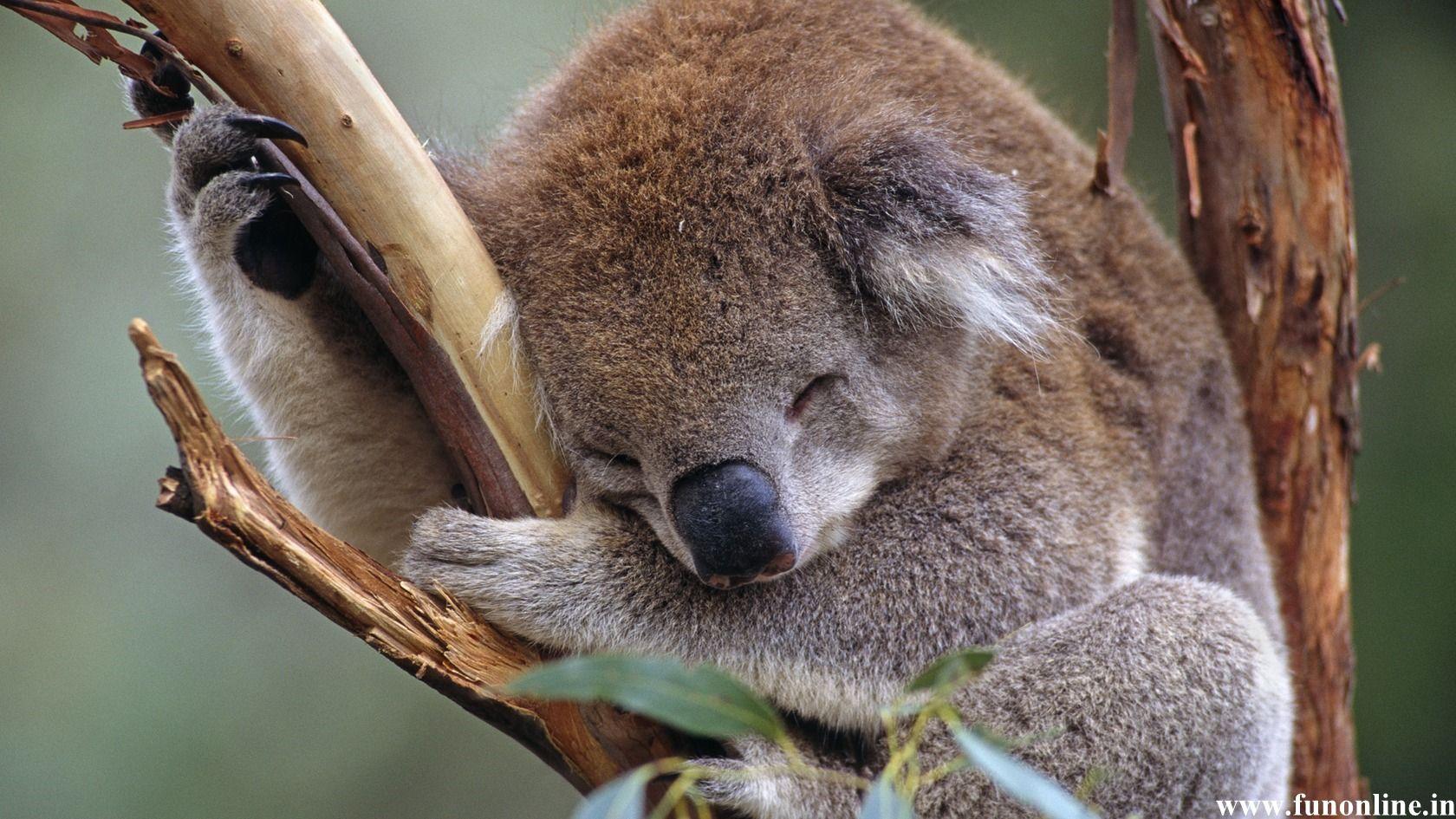 1680x945 Baby Koala