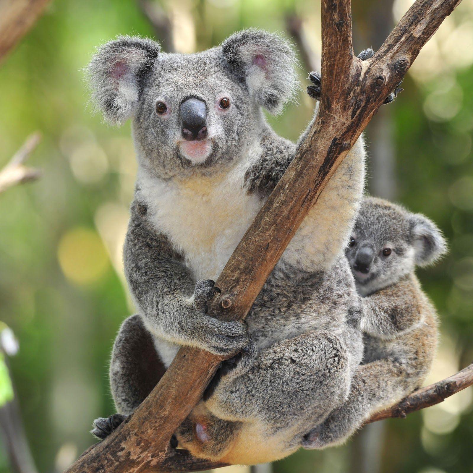 1600x1600 Australia Koala .