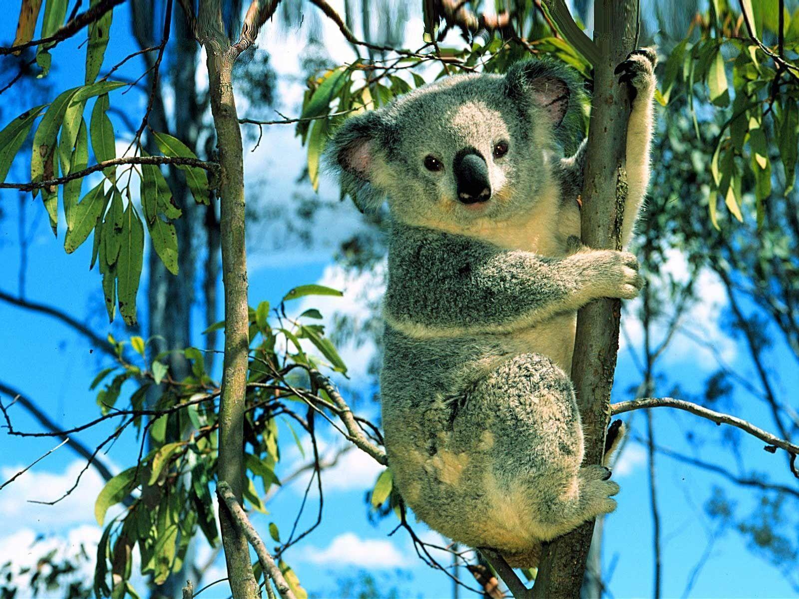 1600x1200 Koala Bear