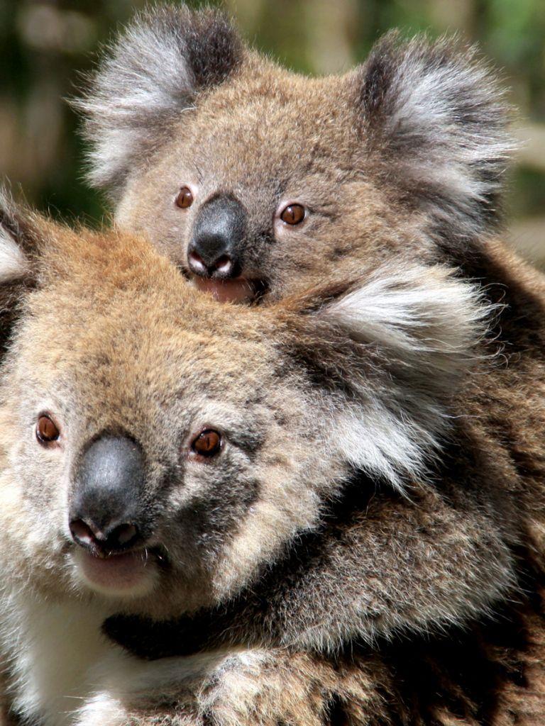 768x1024 Cute Baby Koala Wallpaper .