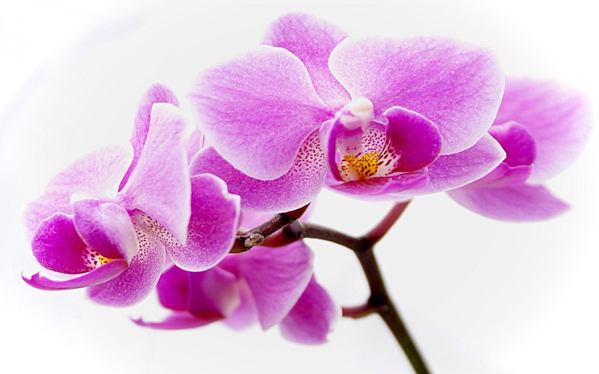 1920x1200 Singapore National Flower Png .