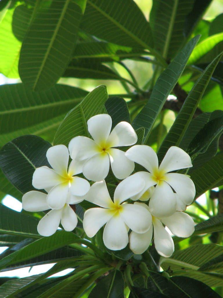 768x1024 Plumeria obtusa Singapore Graveyard .com