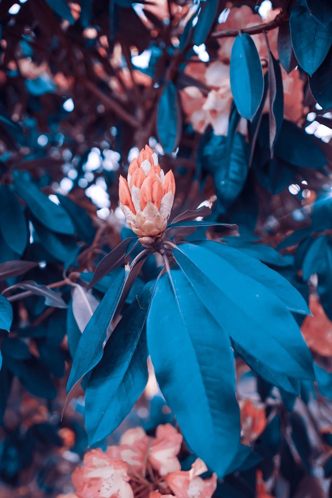 1080x1620 Unique Flower Picture. Download Free .com