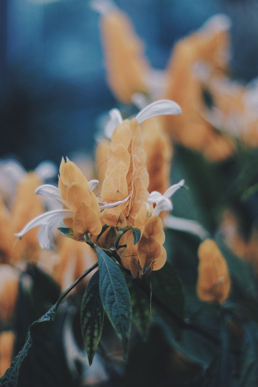 1000x1500 Unique Flower Picture. Download Free .com