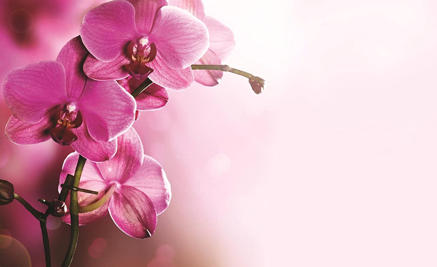 1500x916 Pink Orchid Flower Wallpaper on .wallpaper.dog
