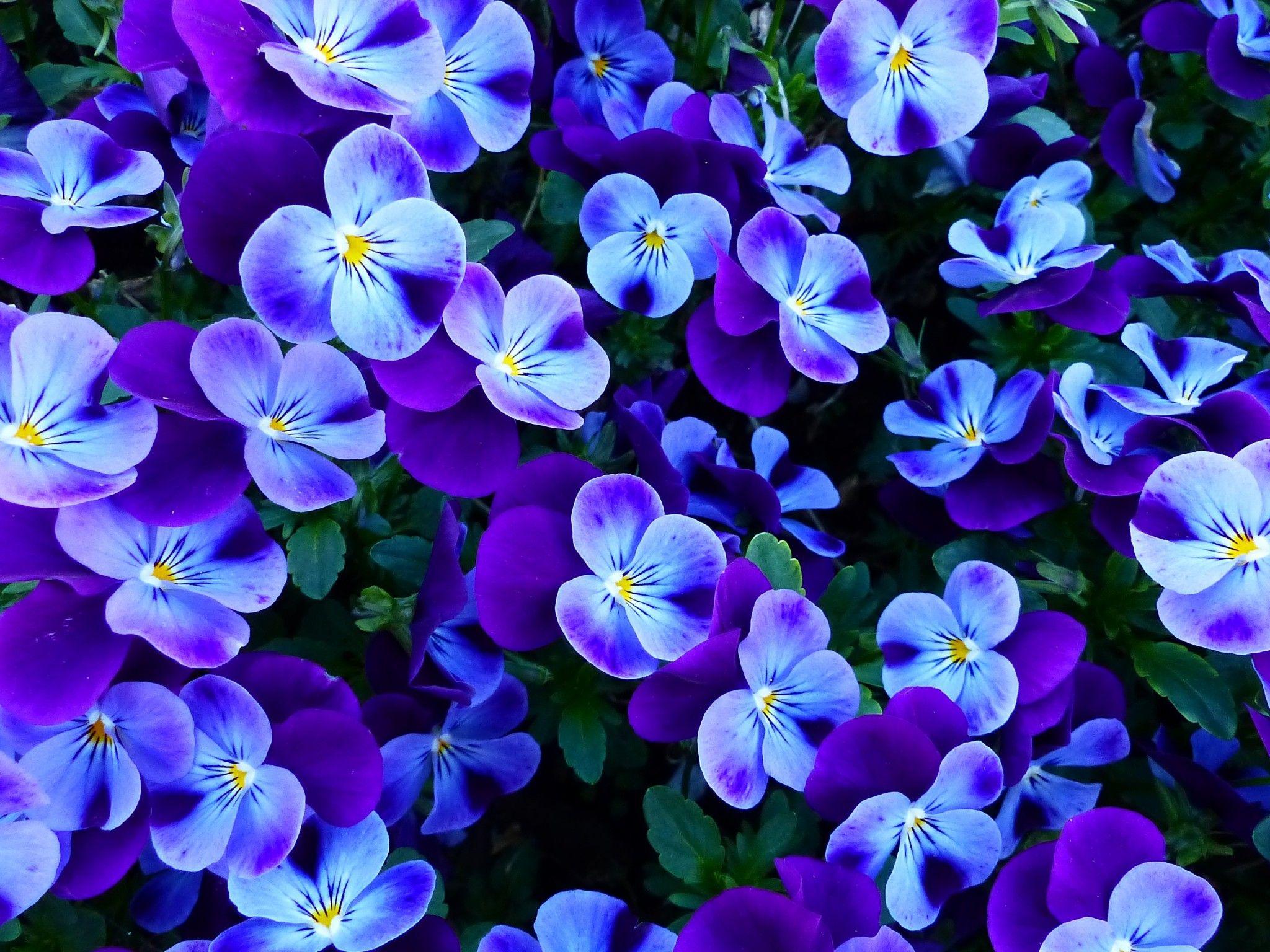 2048x1536 Pansy flowers 4K Wallpaper, Pansies .