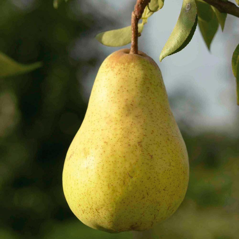 1000x1000 Download Wallpaper Pear Photo .