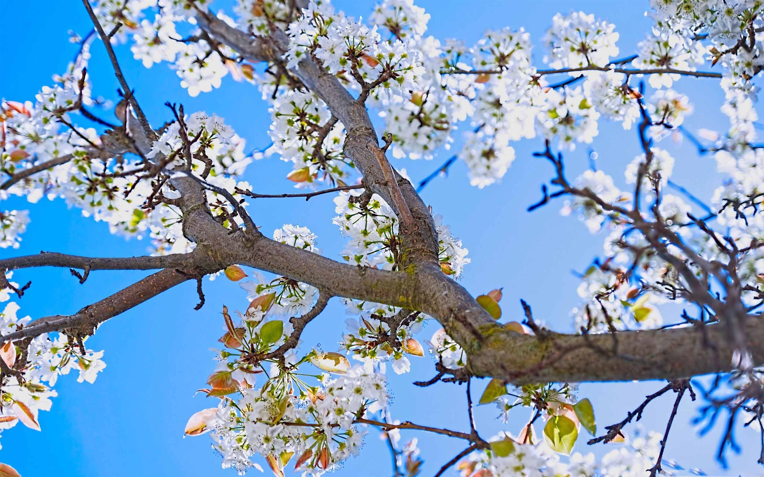 2560x1600 Best Pear Mac Wallpaper Free HD .