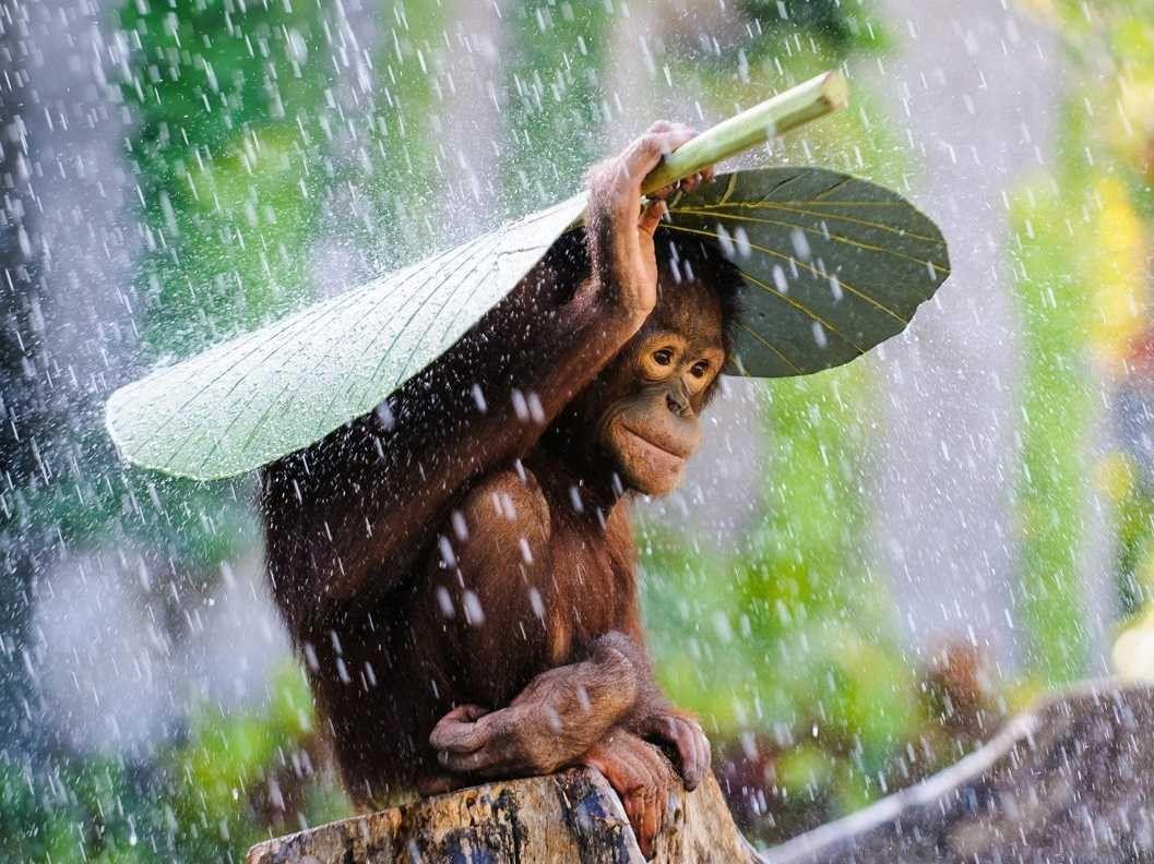 1057x792 Awards Winning Photography HD Wallpaper. HD Wallpaper. National geographic photo contest, Animals beautiful, National geographic photography