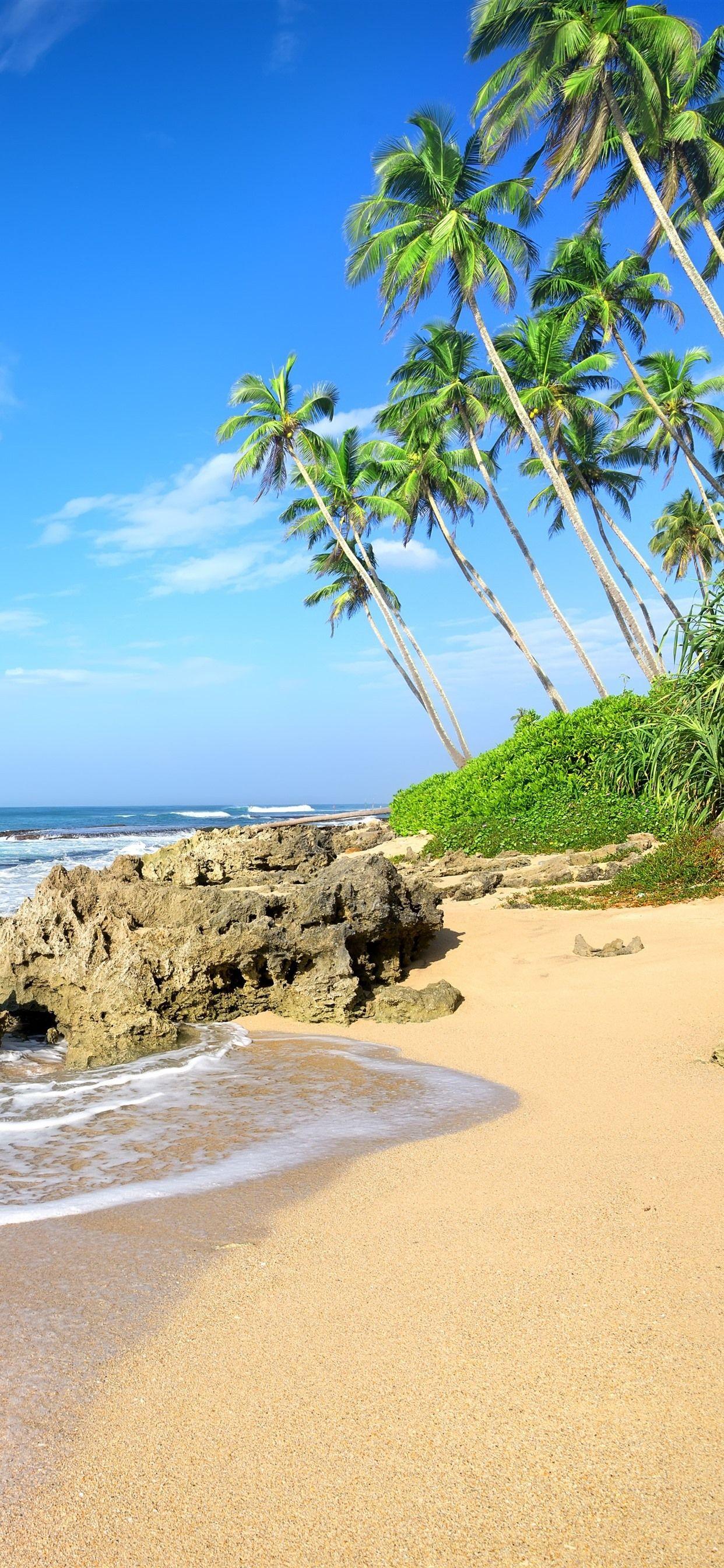 1242x2688 iPhone Wallpaper Palm Trees, Beach, Sea .