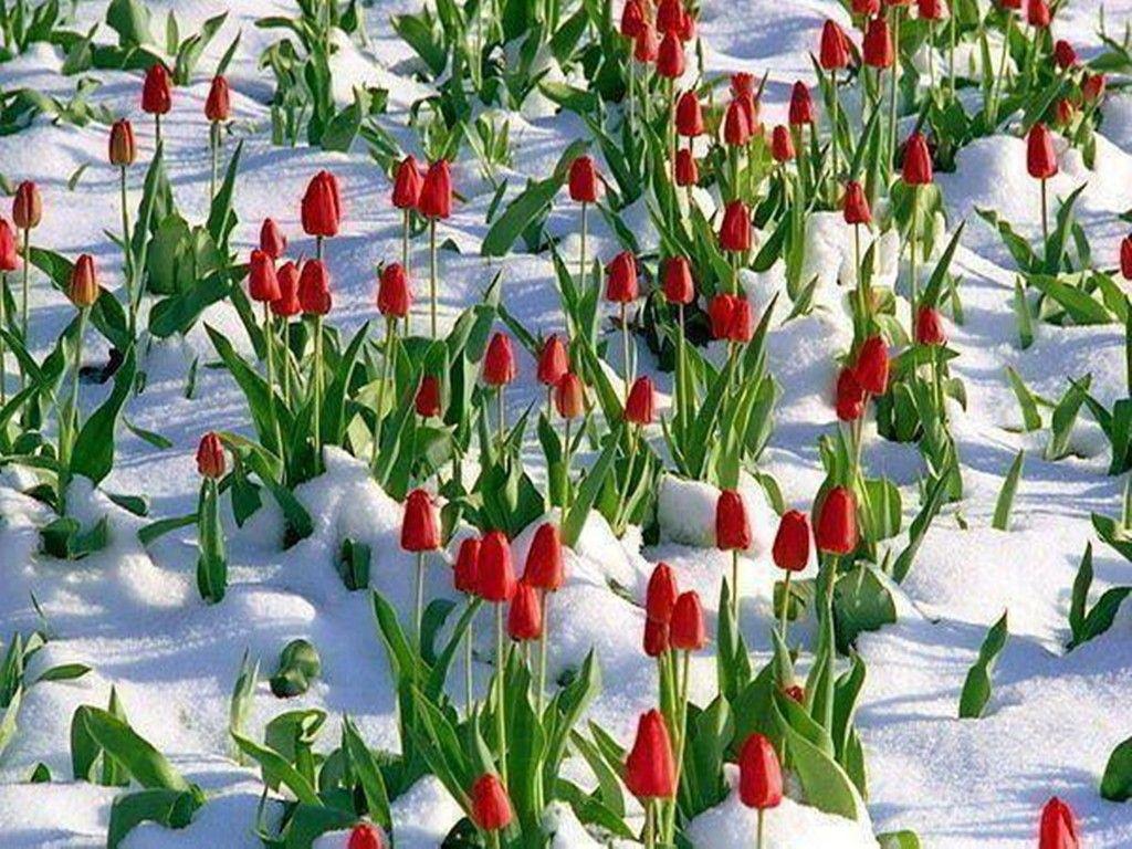 1024x768 Hoa tulip mùa đông Hoa tuyết sương Mùa hoa băng nở hoa HD