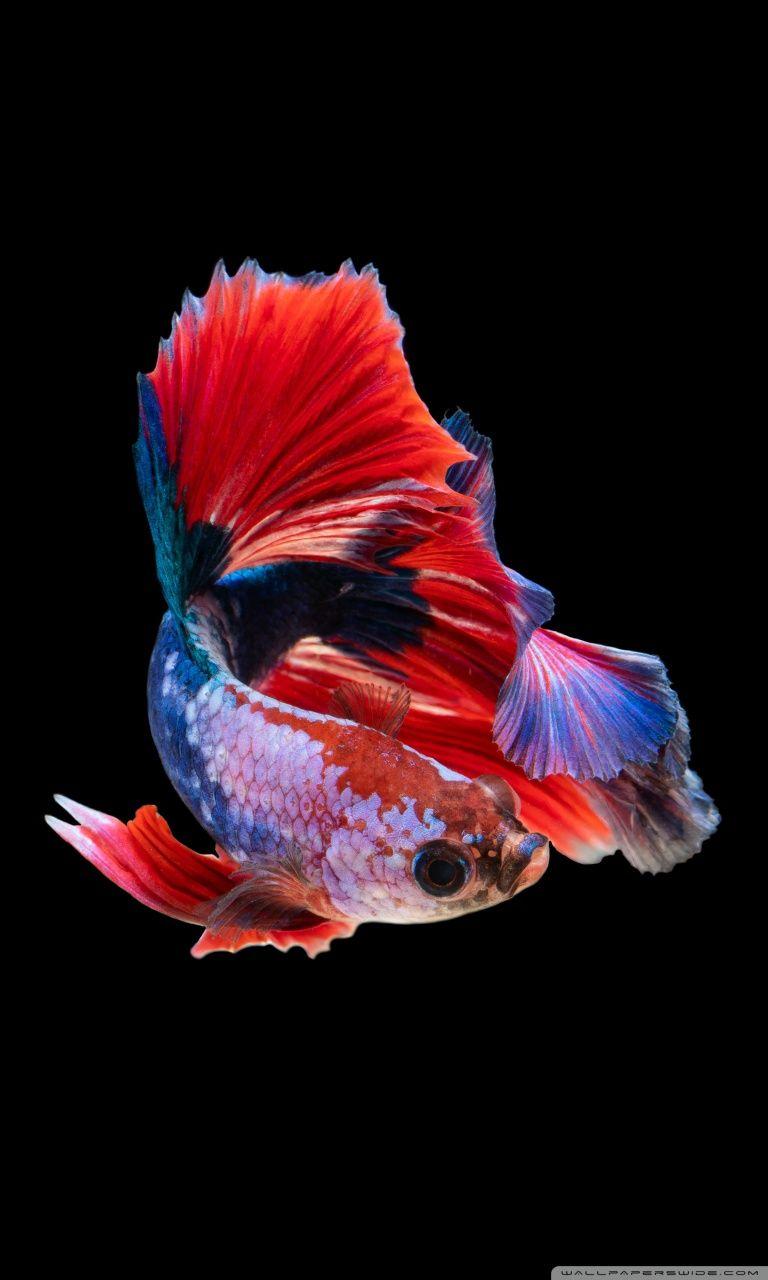 768x1280 Colorful Betta Fish Ultra HD Wallpaper .