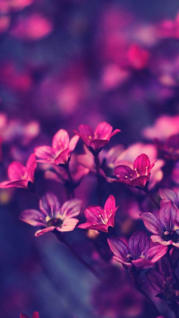 Pink Purple Iphone Wallpapers Top Free Pink Purple Iphone Backgrounds Wallpaperaccess