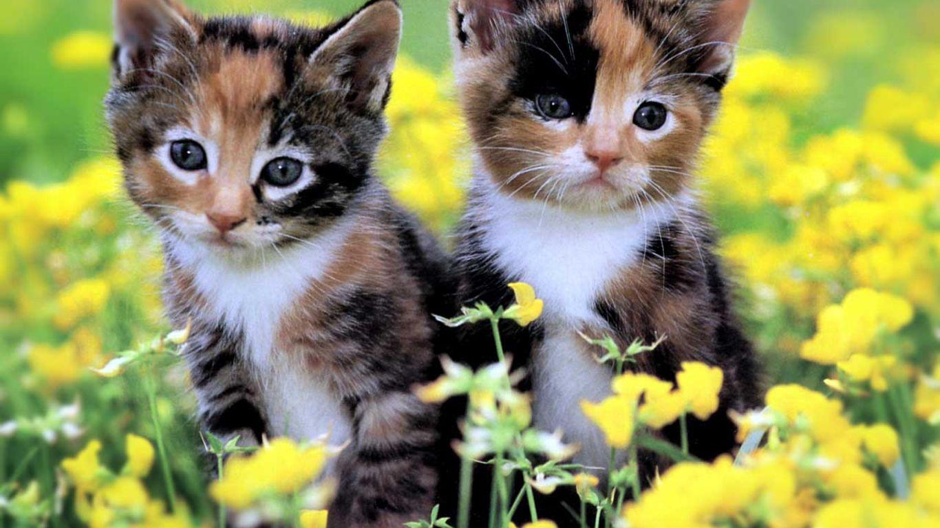 1366x768 Kitten To Cat Pics Wallpaper