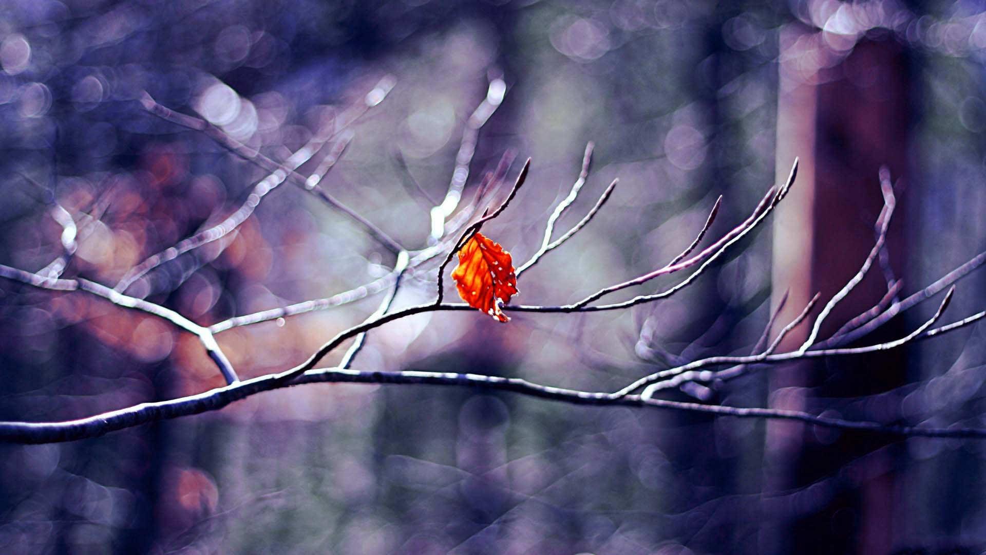 1920x1080 Winter garden HD wallpaper. HD Latest Wallpaper