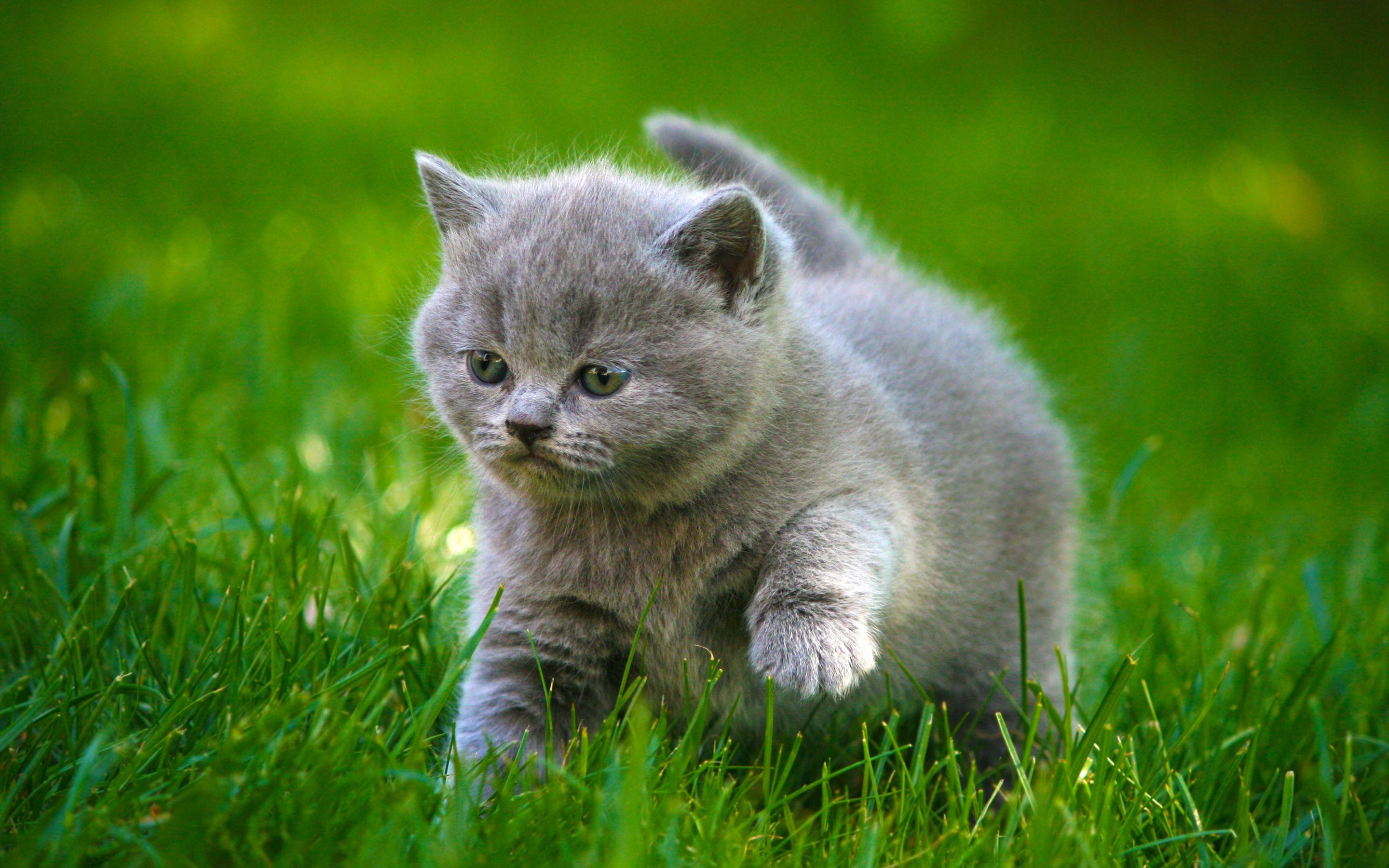 2880x1800 Free Cat Wallpaper For Android