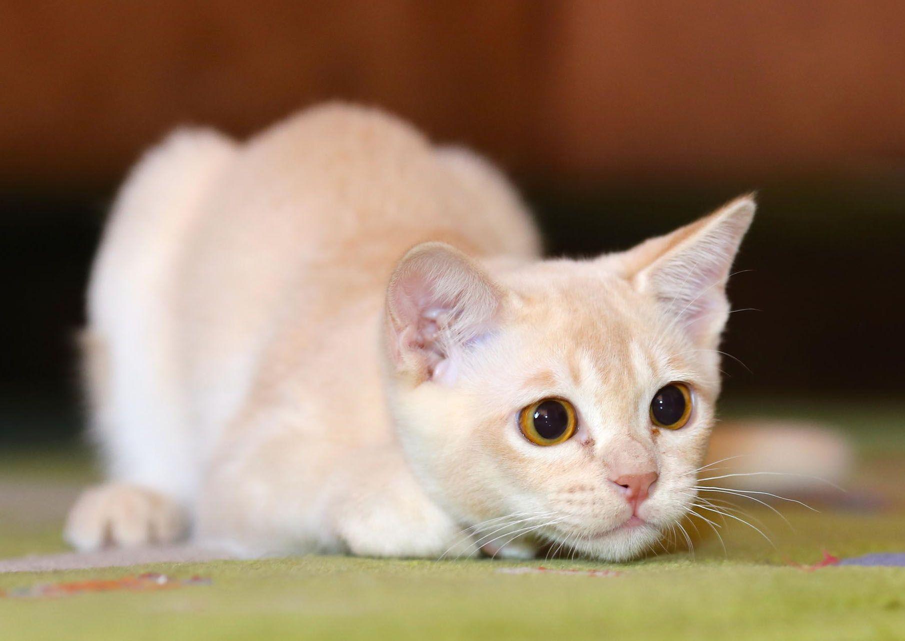 1810x1283 Hd Cat Wallpaper Cute Cat Photos Free Cat Image Hairy Animals Pets