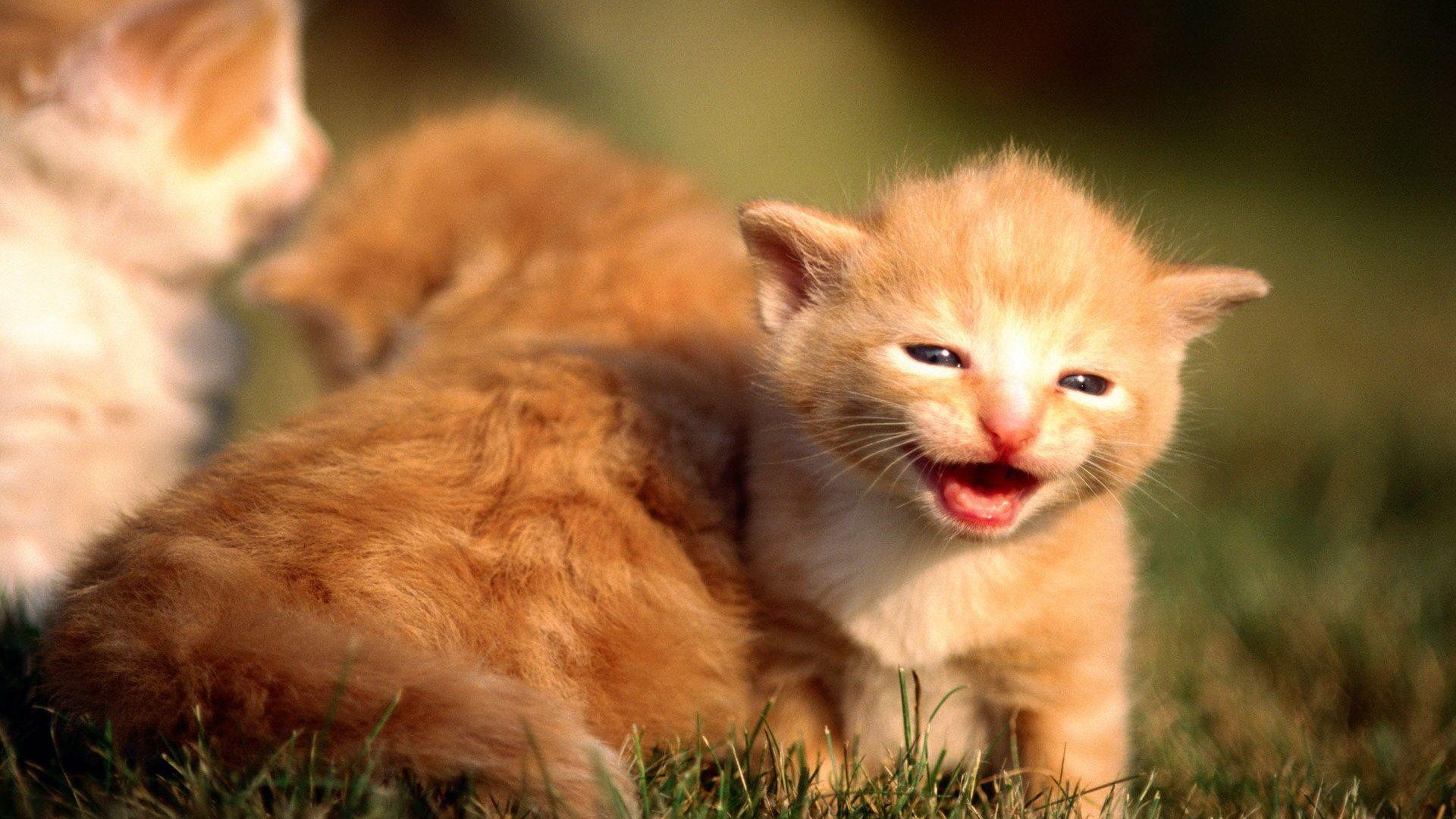 1920x1080 Cute Kittens Amb Wallpaper Cute_bunny HD. PURRY PURRY LITTLE