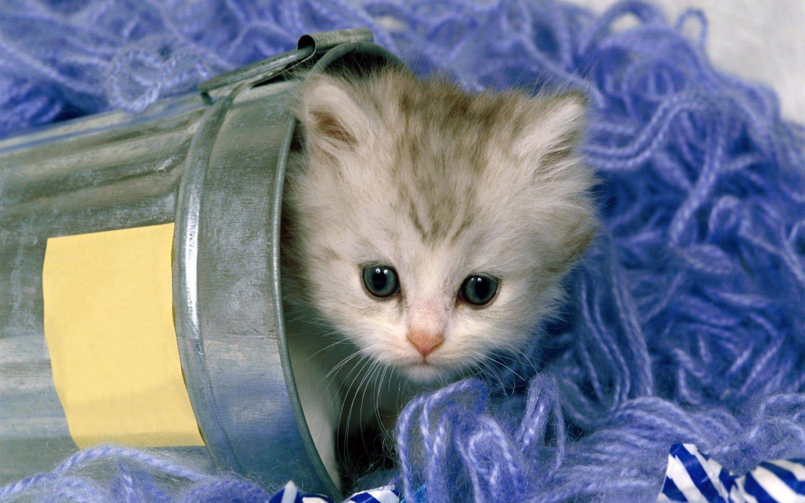 1600x1000 Lovely Cat & Kittens Wallpaper -4. Love And Quotes As Well As