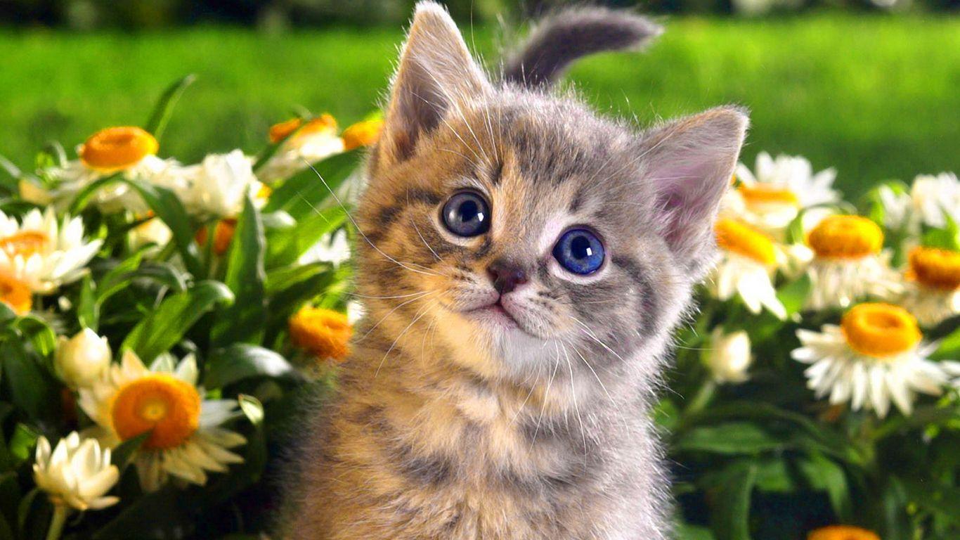 1366x768 Free Cat Wallpaper Widescreen