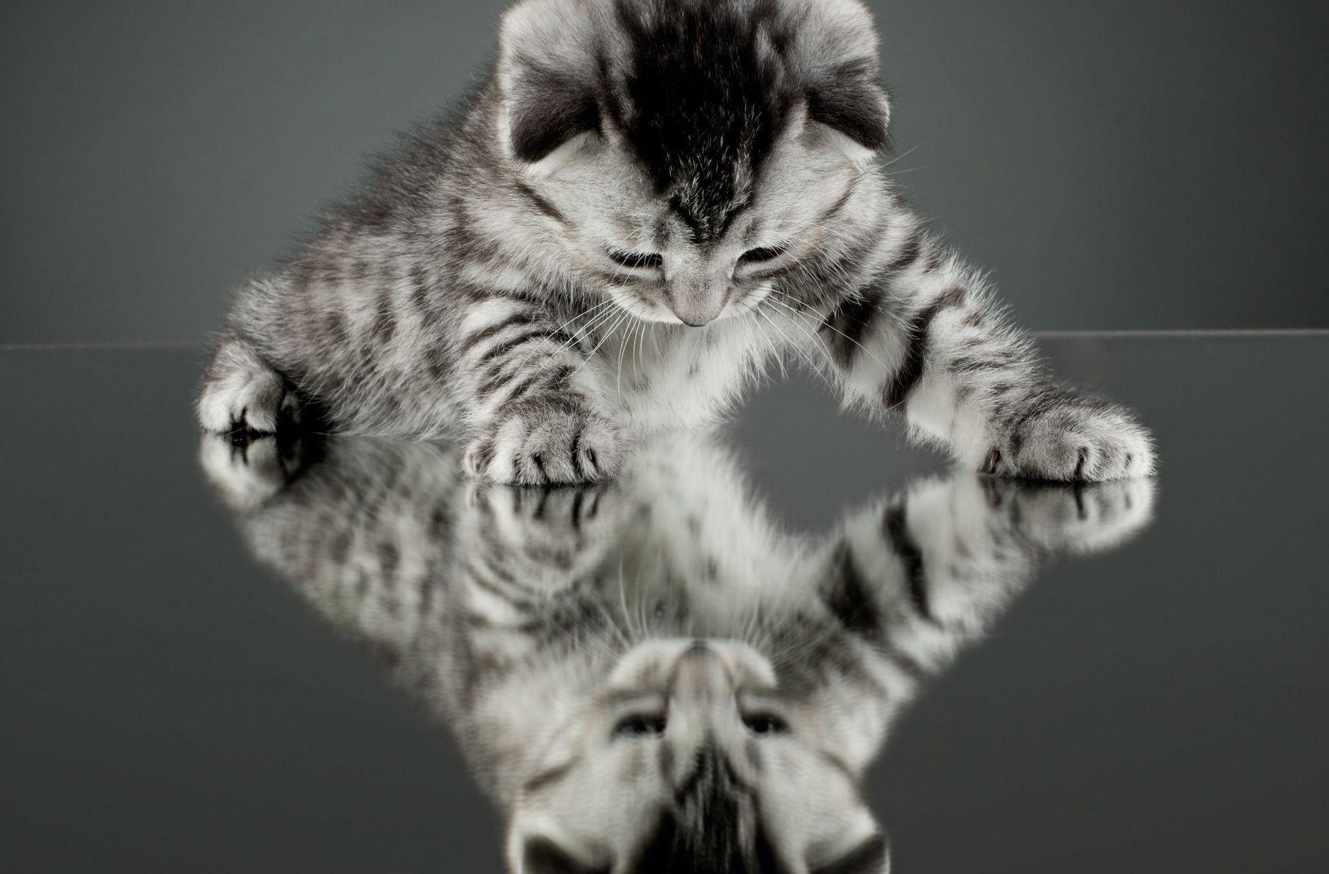 1920x1263 Cool Cat Wallpaper