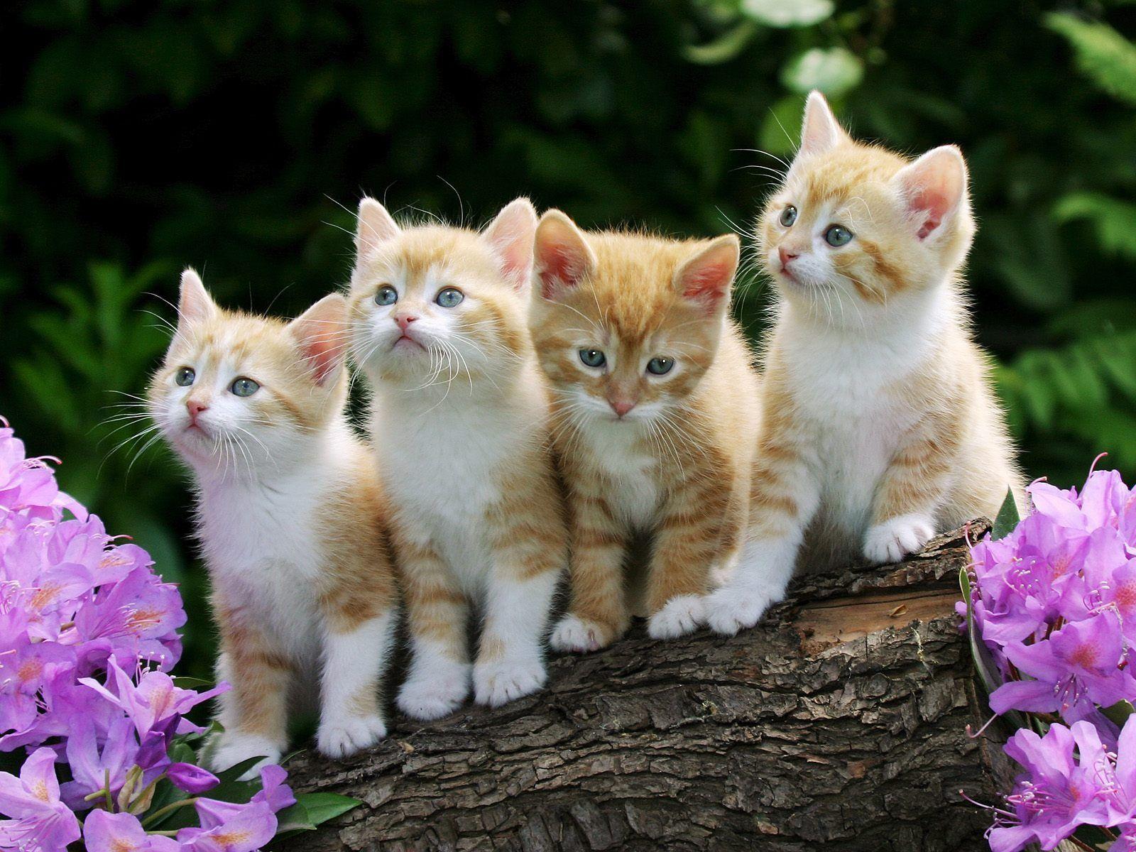 1600x1200 Free Cat Wallpaper For iPhone