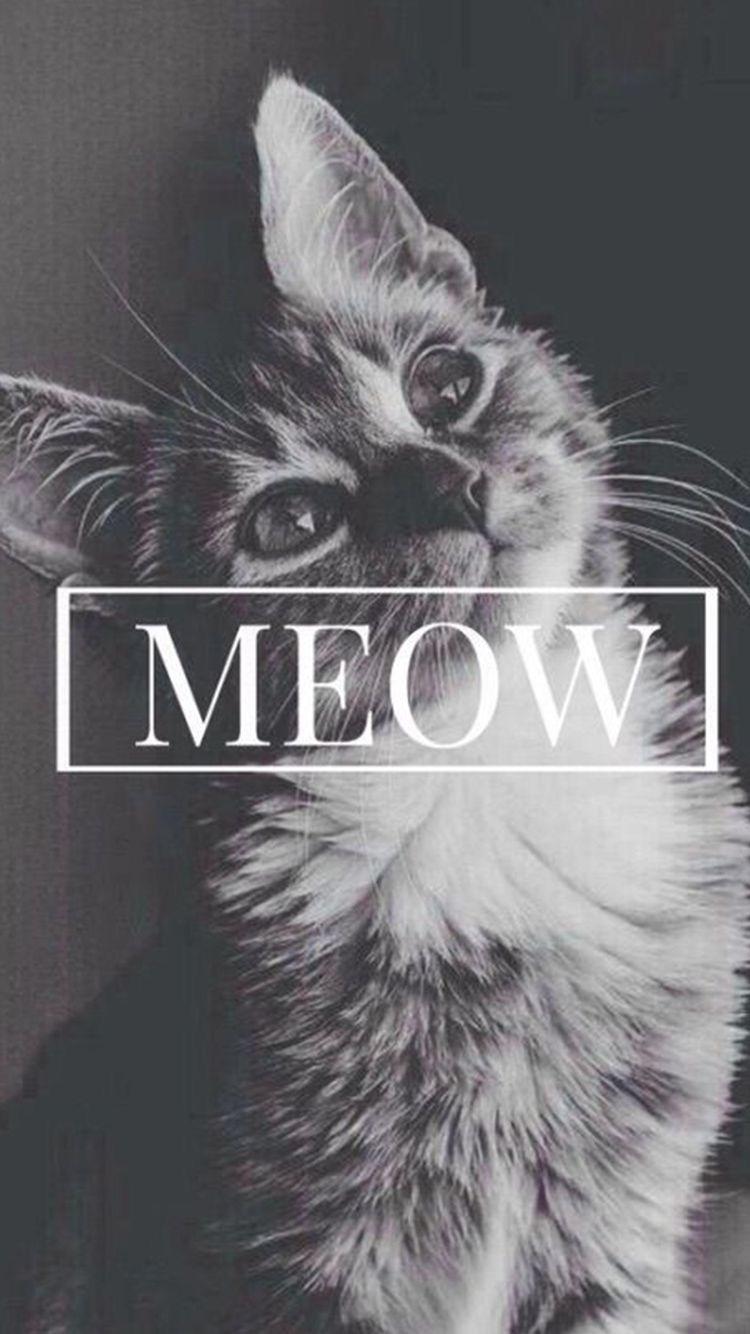 750x1334 Kitten IPhone background
