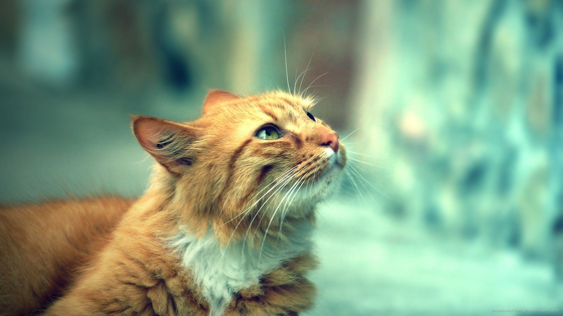 1920x1080 Wallpaper for Cats