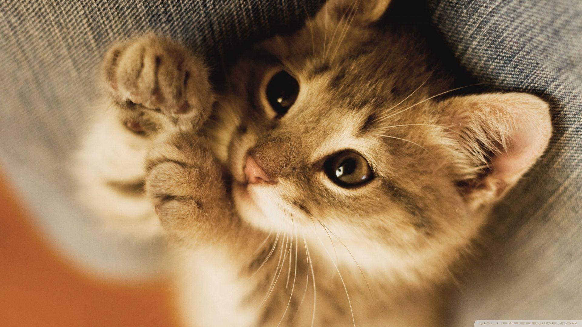 1920x1080 kitten wallpaper
