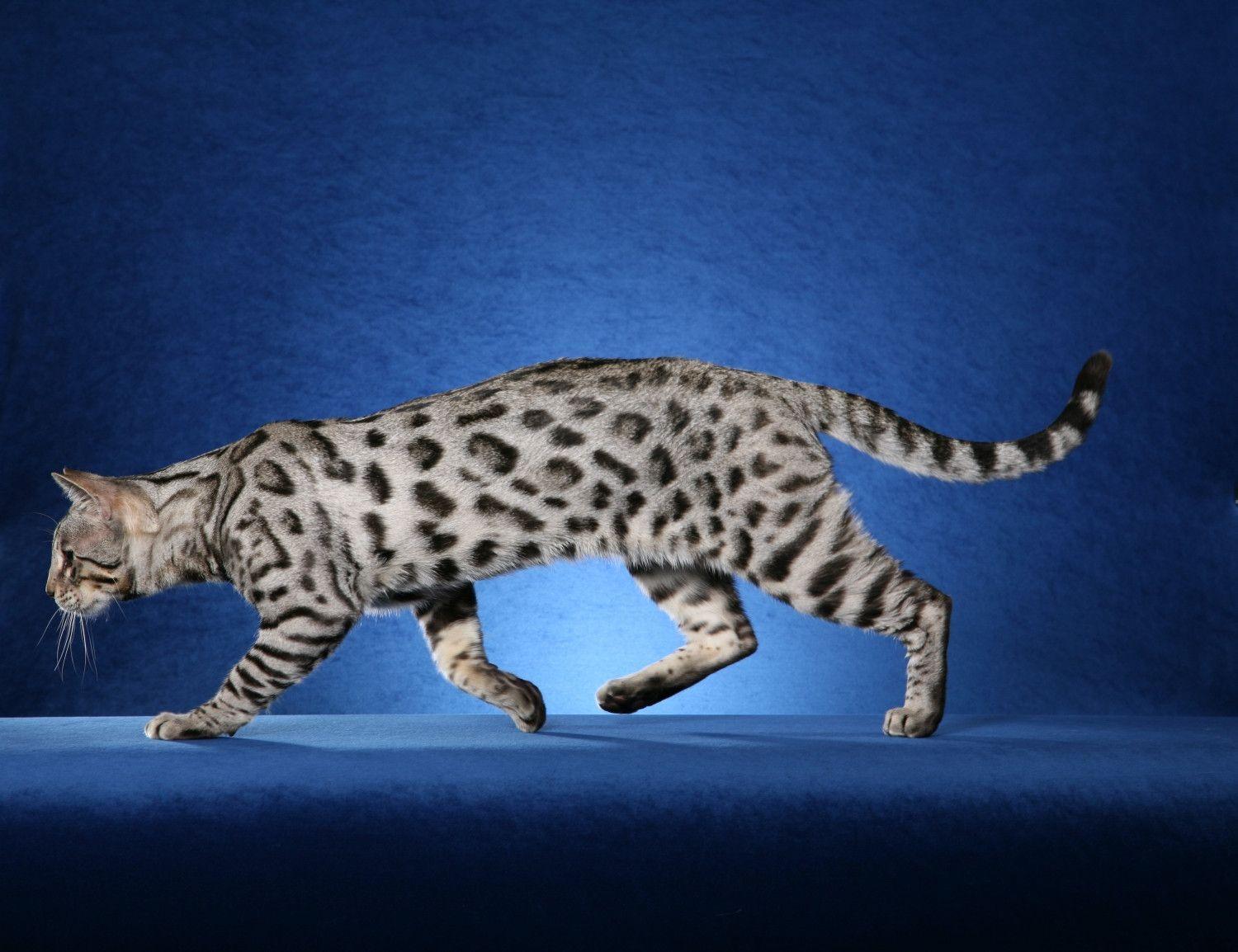 1500x1154 Orange Bengal Cat Wallpaper. Cats Wallpaper HD. Bengal kitten, Bengal cat, Silver bengal