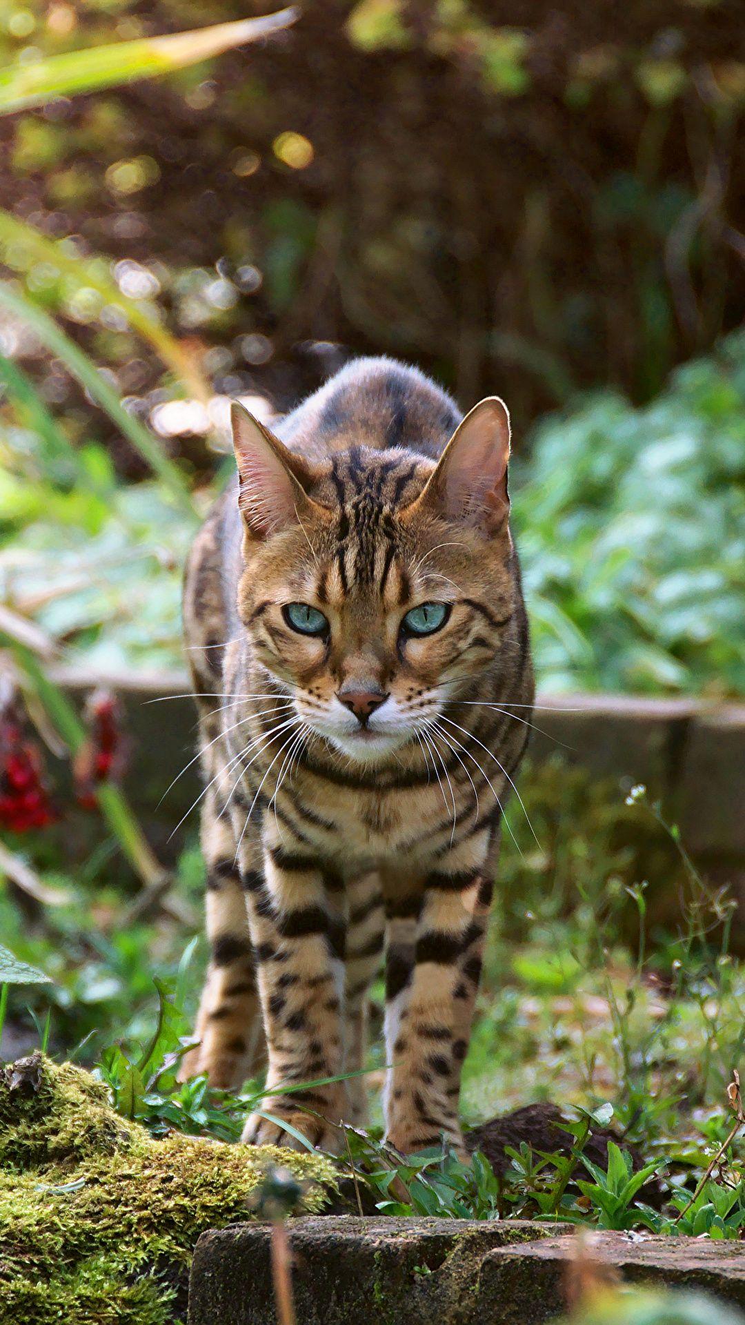1080x1920 Picture Bengal cat cat Animals 1080x1920