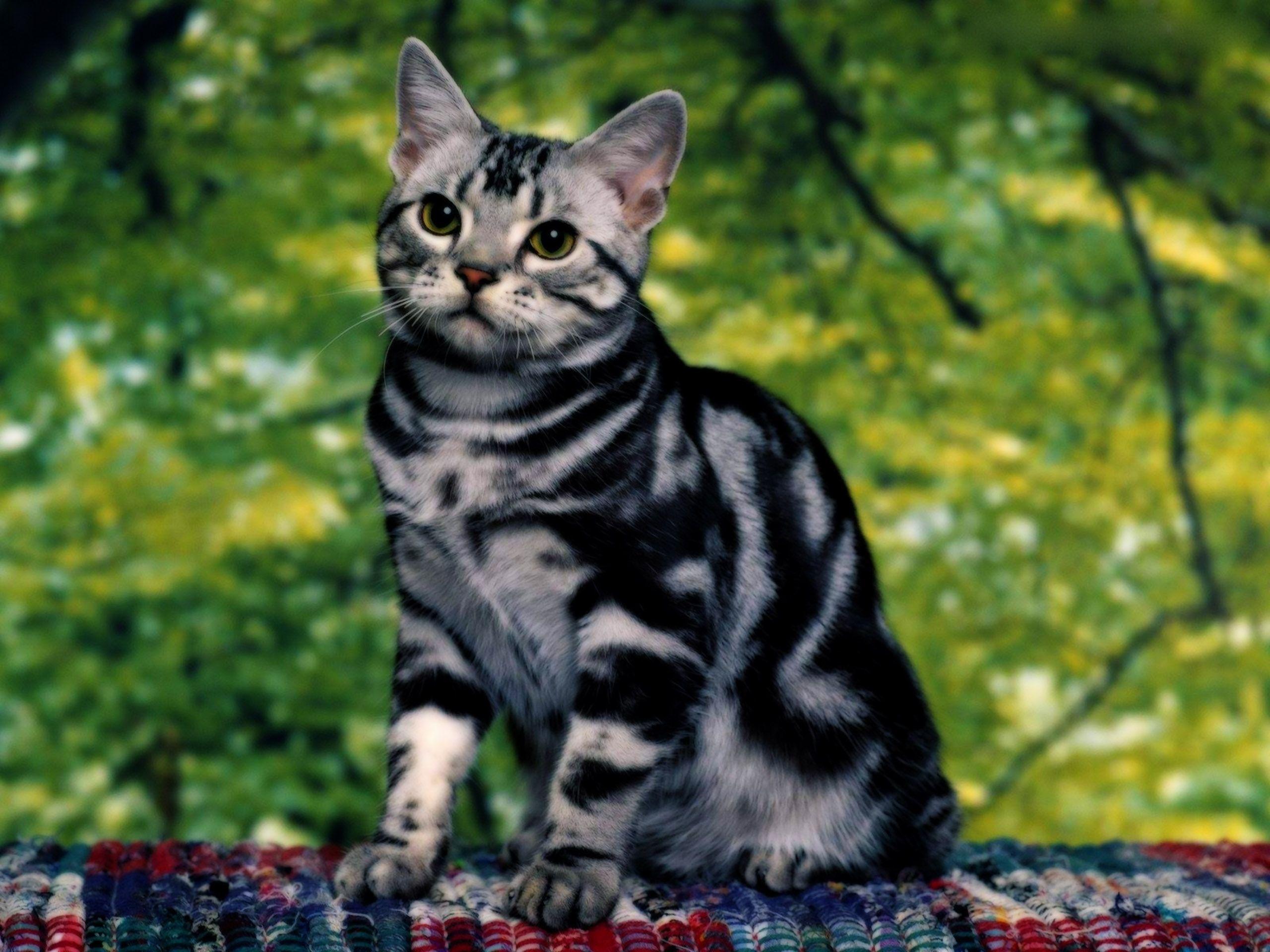 2560x1920 Free download Bengal Cat Desktop Wallpaper THIS Wallpaper [2560x1920] for your Desktop, Mobile & Tablet. Explore Bengal Cat Wallpaper. Bengals Wallpaper
