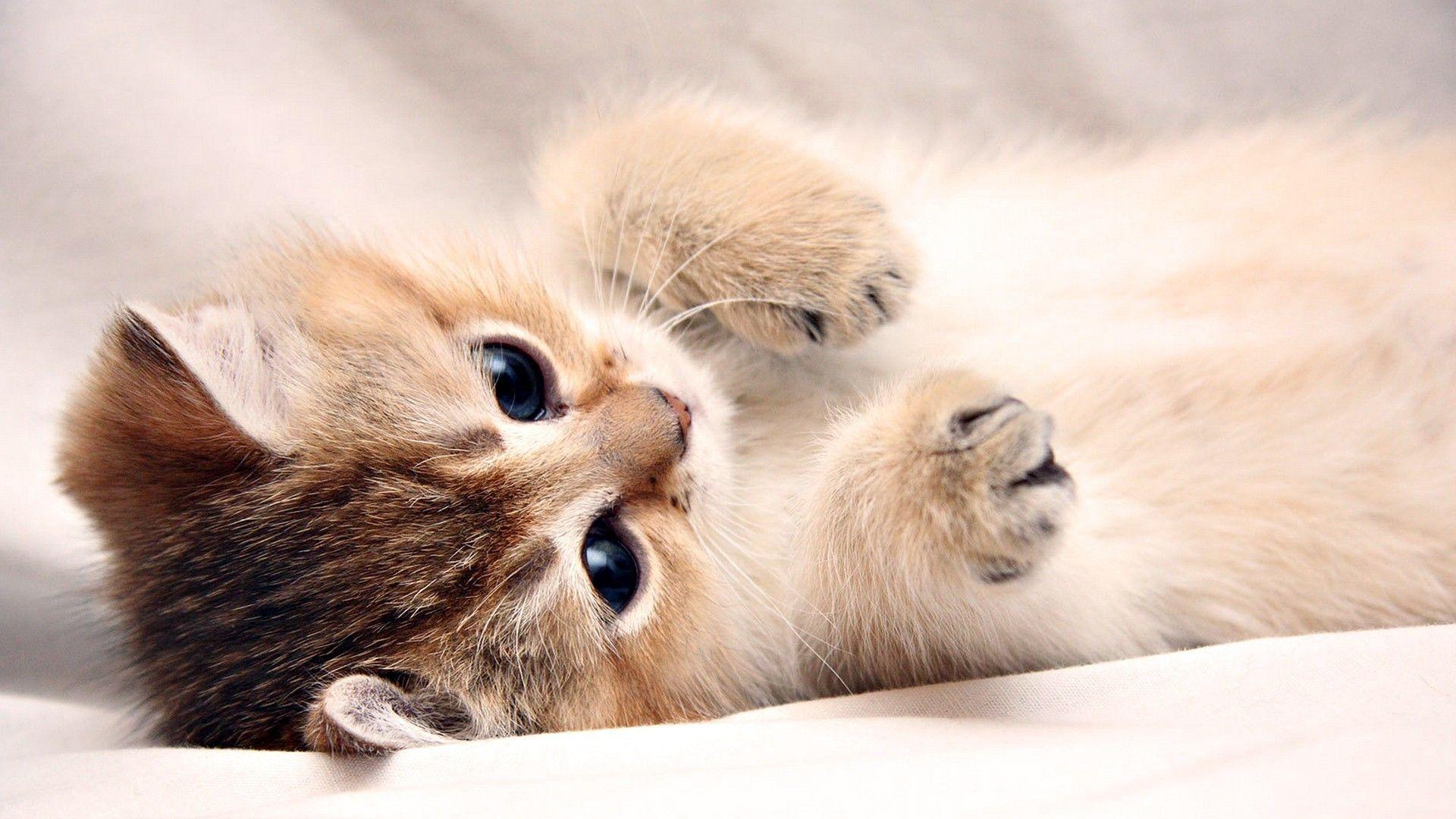 1920x1080 Wallpaper for Cats