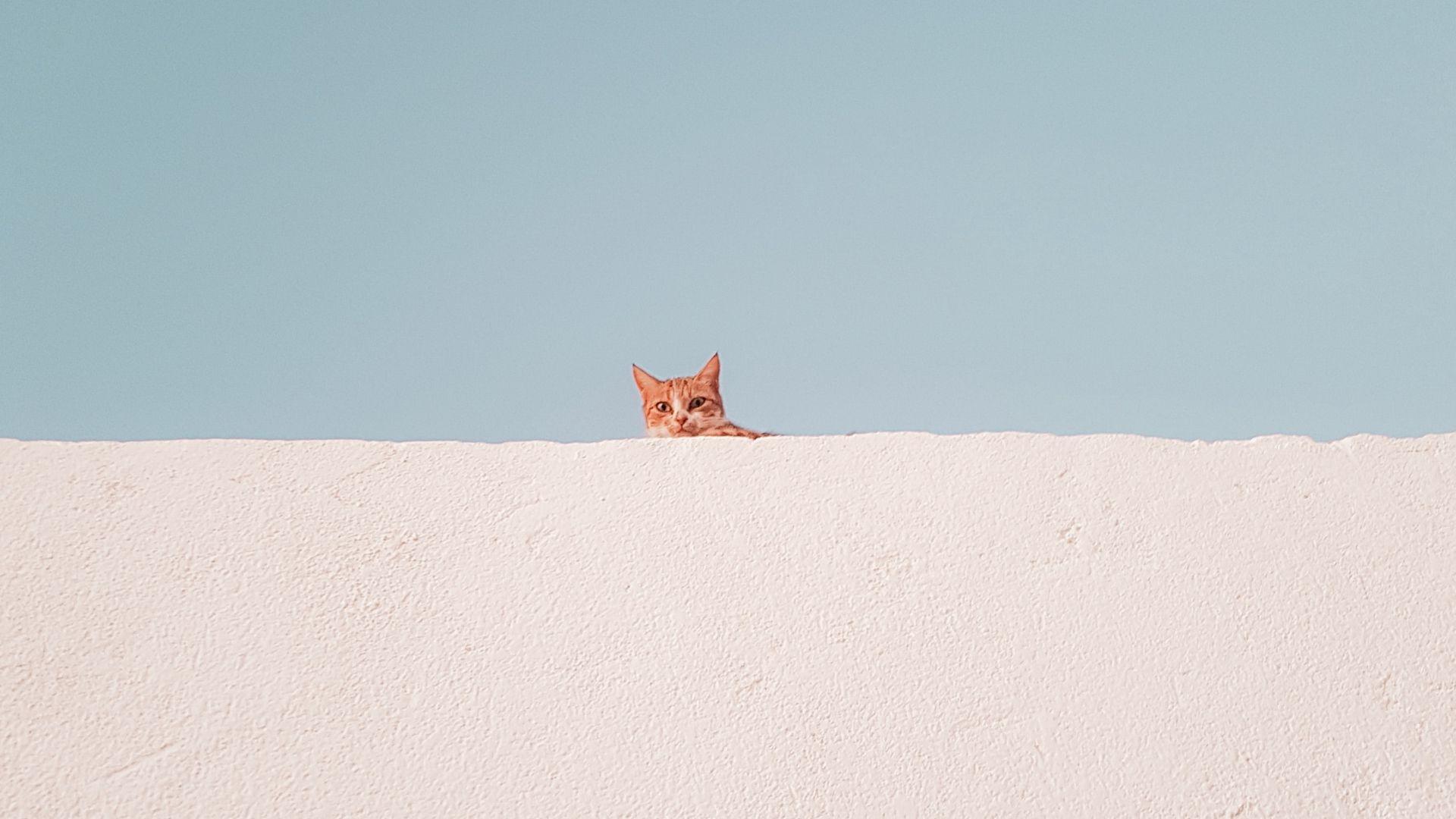 1920x1080 Wallpaper Cat, Wall, Peeking, Funny, Minimalism