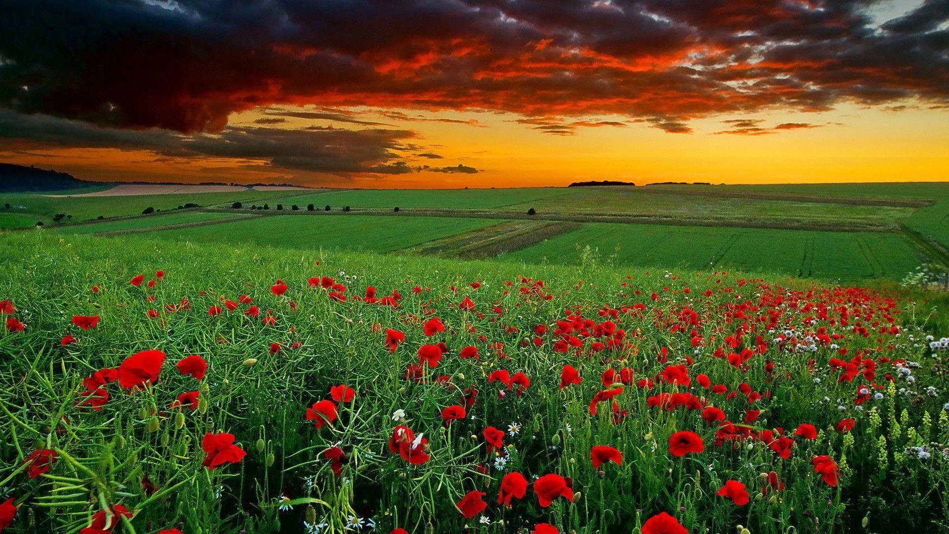 1920x1080 full HD nature wallpaper 1080p desktop .com