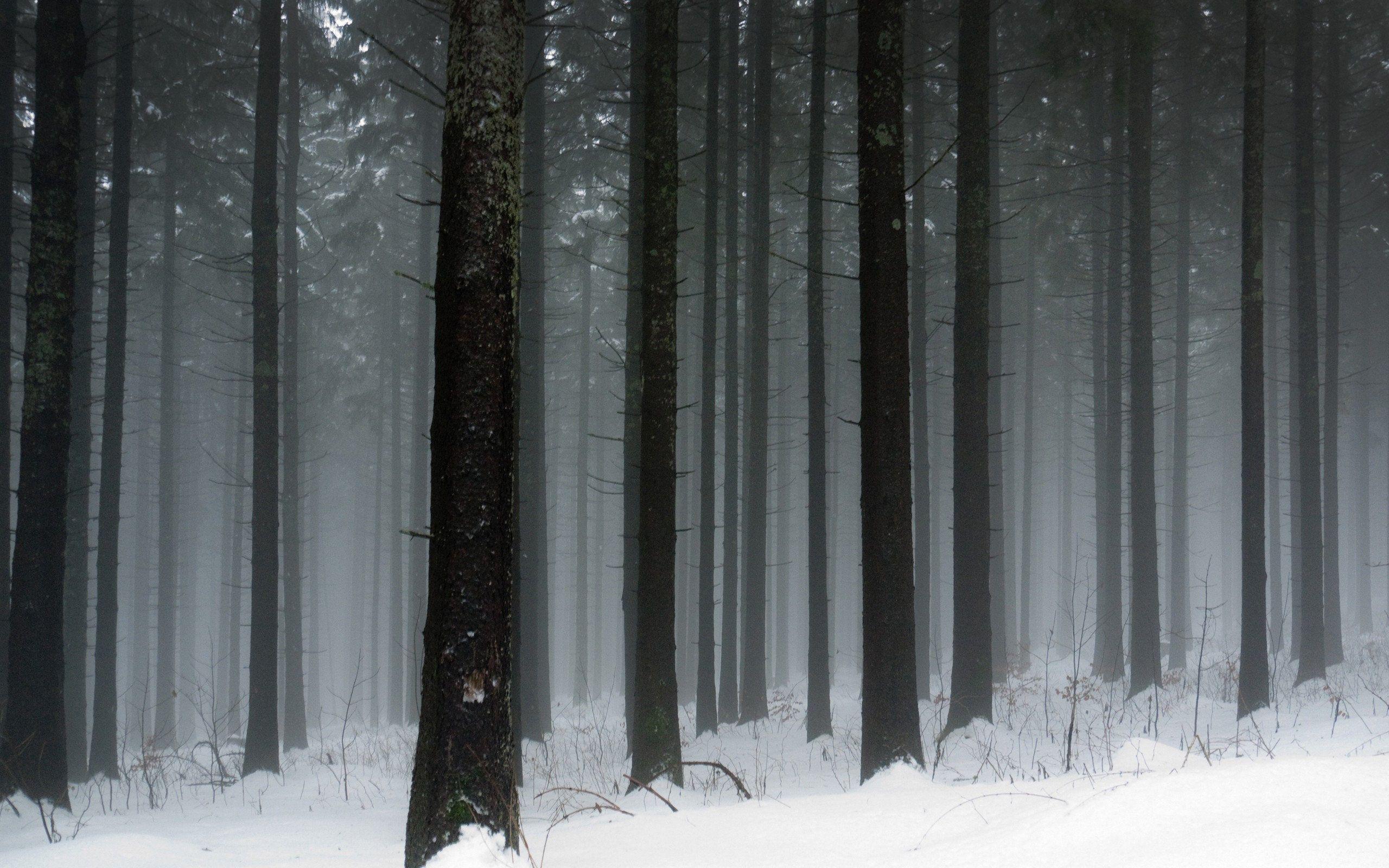 2560x1600 Dark Winter Forest Wallpaper. Snow .com