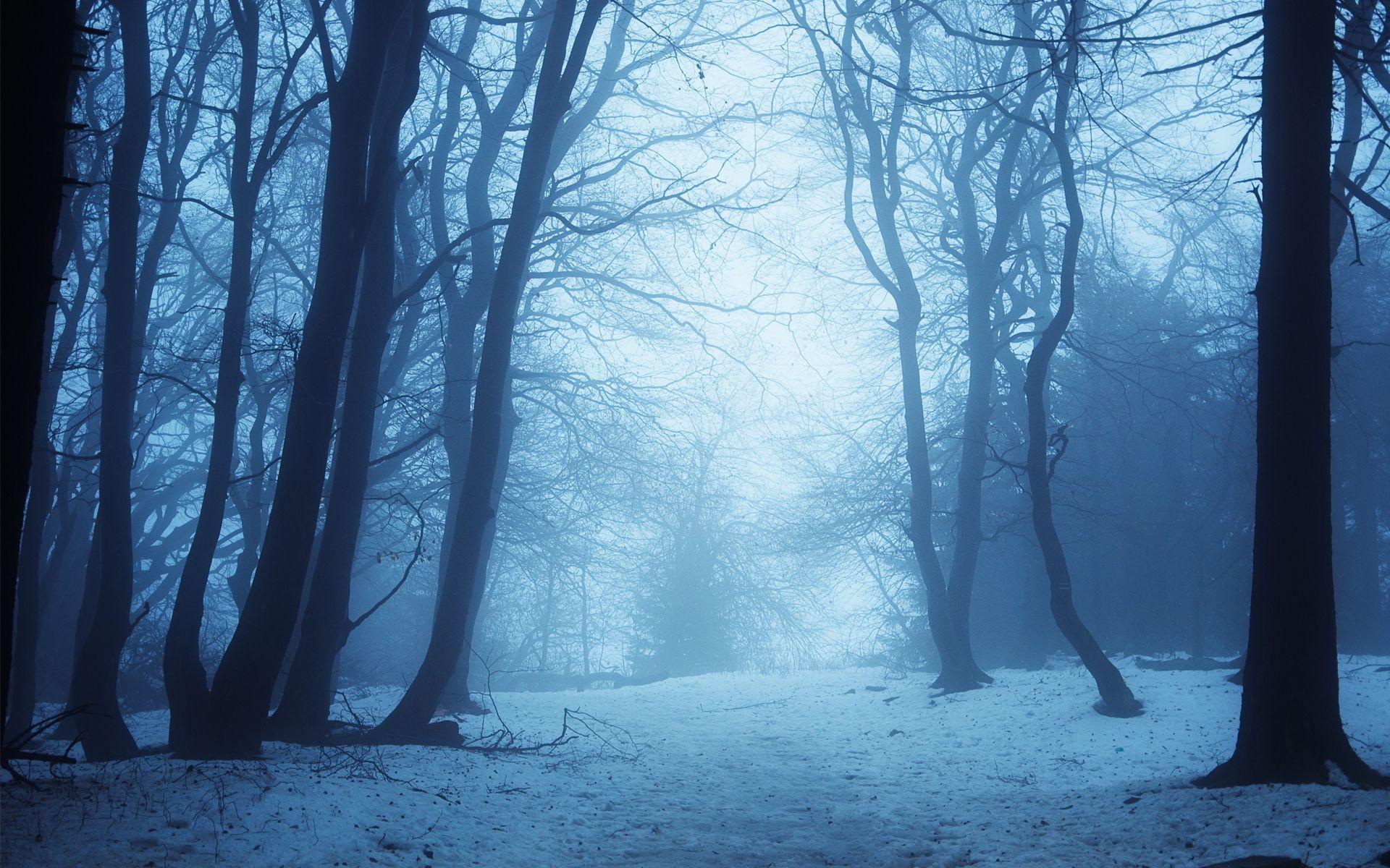 1920x1200 Dark Winter Forest Wallpaper HD .com