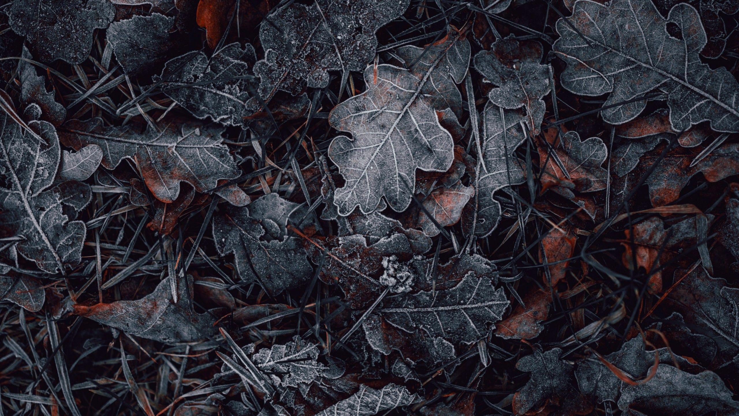 2560x1440 Leaves 4K Wallpaper, Frozen, Dark .