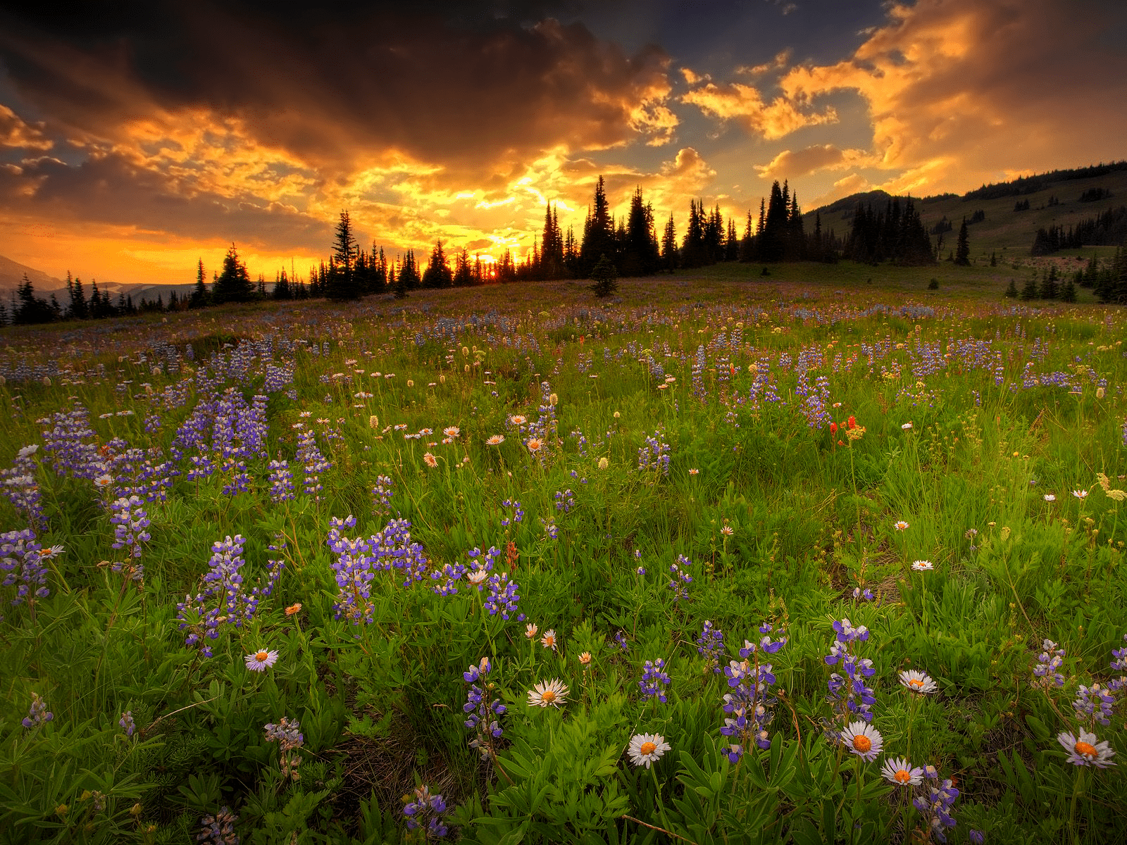1600x1200 Meadow sunrise. Sunset landscape .com