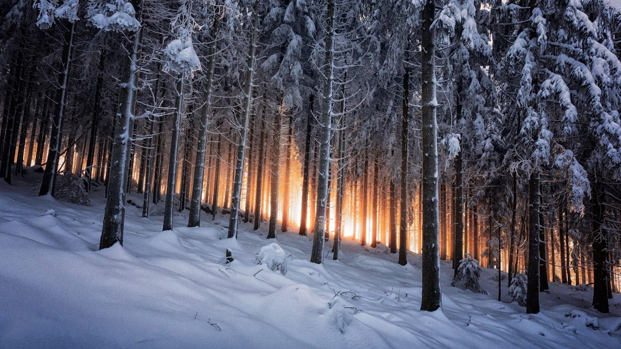 2000x1125 Dark Winter Forest Wallpaper Desktop .com