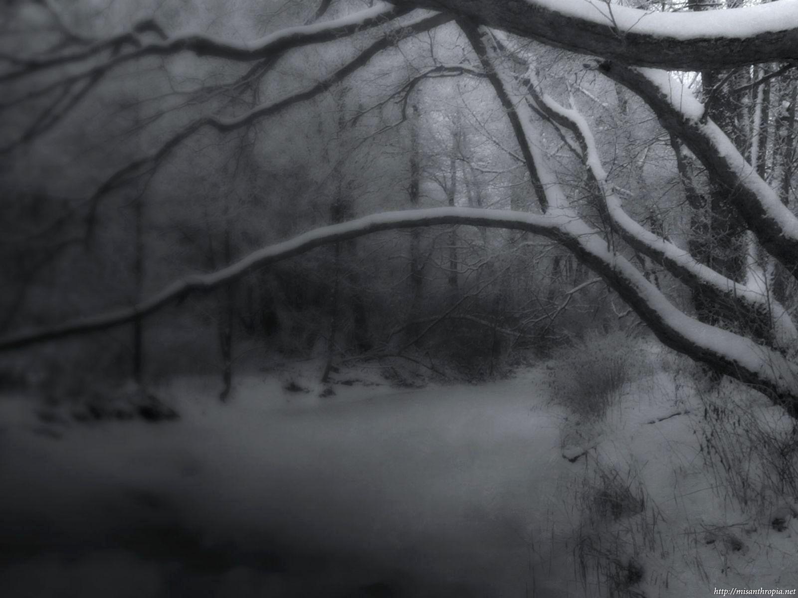 1600x1200 Winter Forest Wallpapercave .naturezwallpaper.