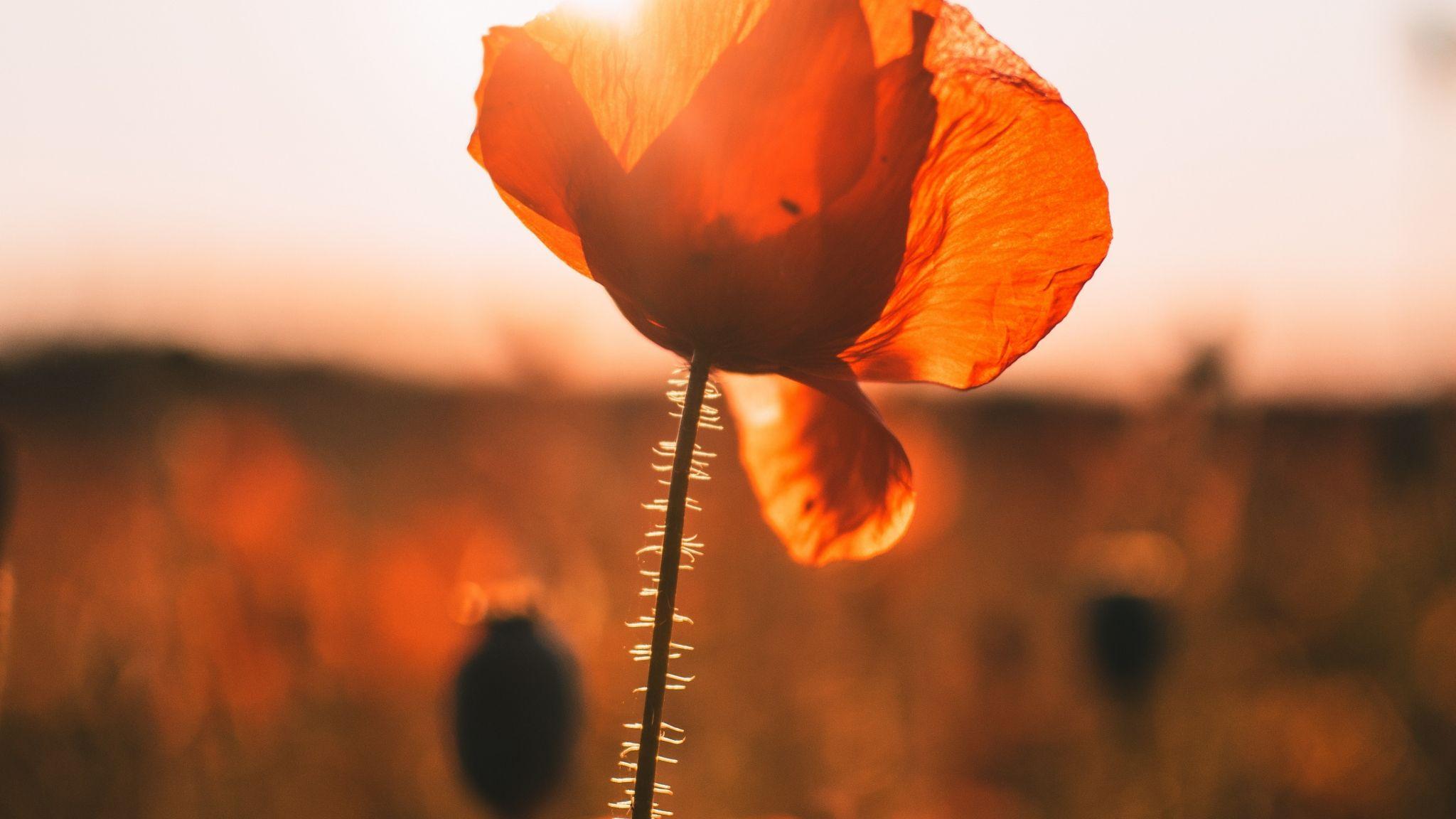 2048x1152 Download 2048x1152 wallpaper poppy .