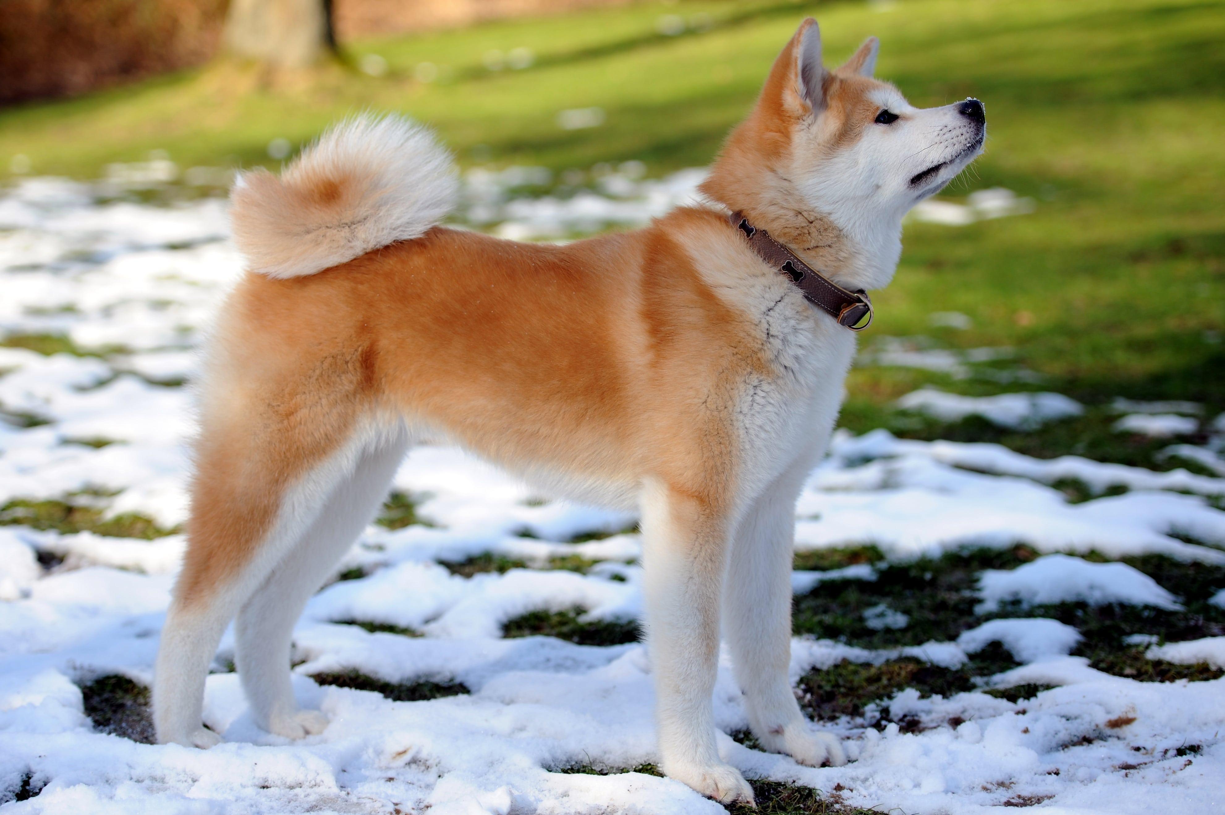 3964x2638 Akita Dog