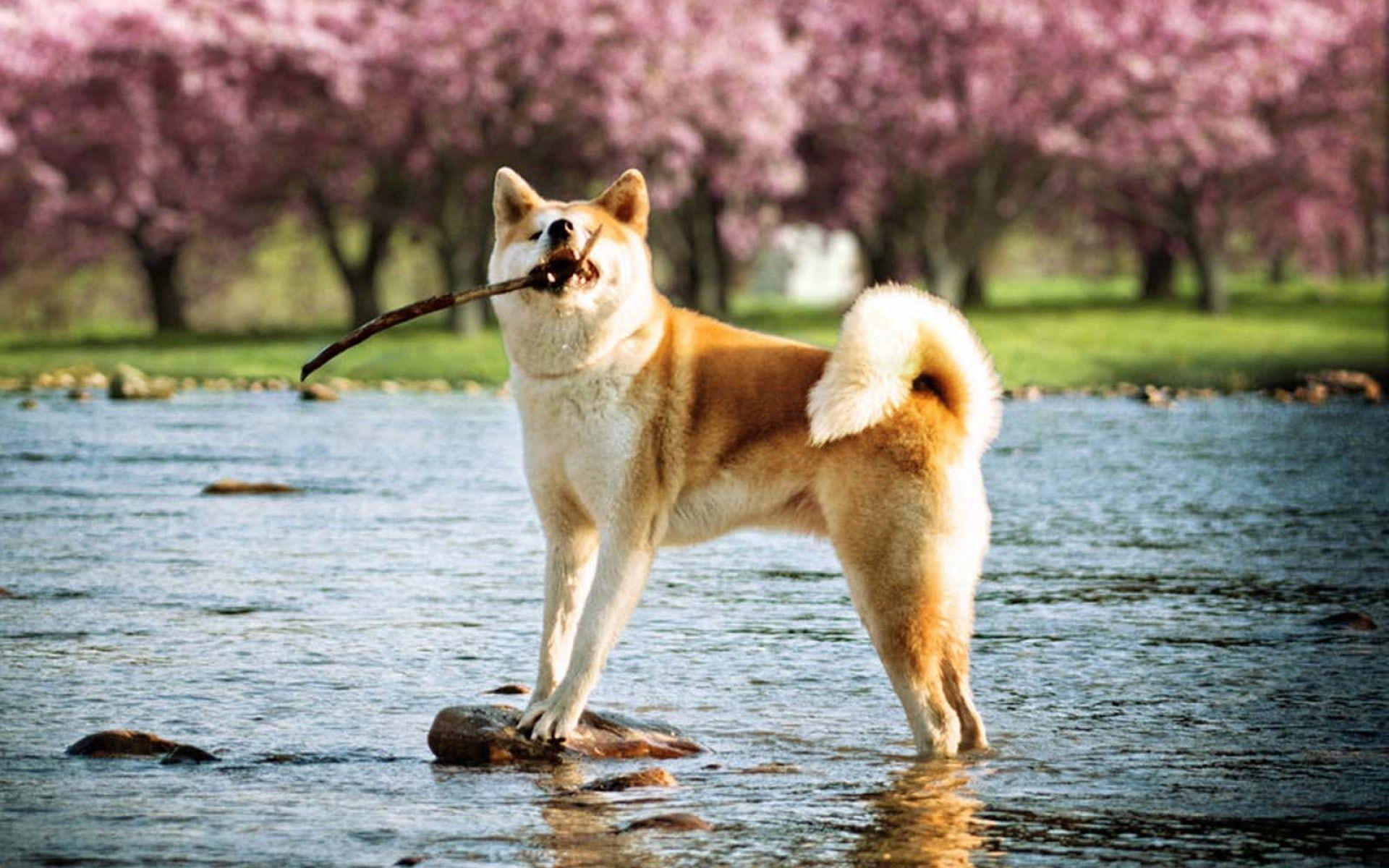 1920x1200 Akita Inu HD Wallpaperwallpaper.