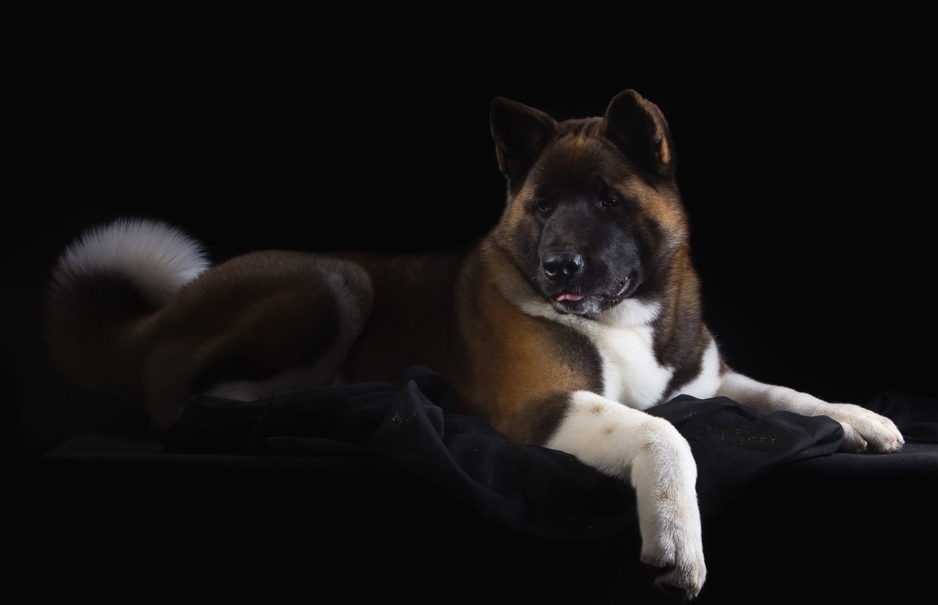 1920x1238 Free Akita