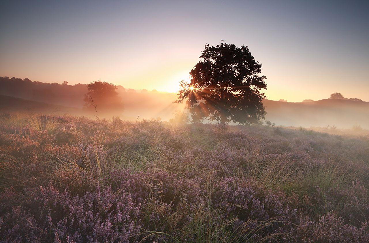 1280x844 Wallpaper Heather Flowers Fog Nature .