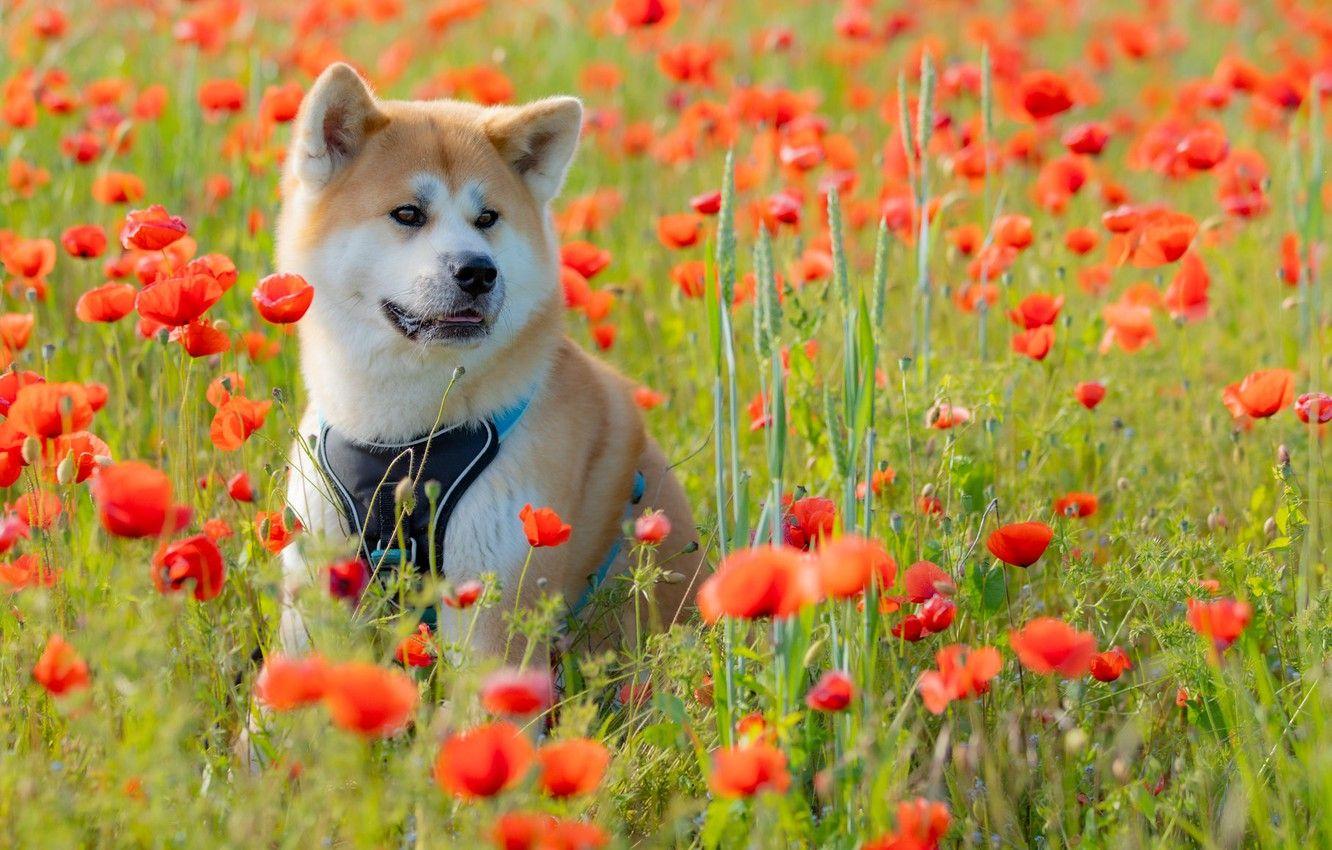 1332x850 Wallpaper flowers, Maki, dog, meadow .