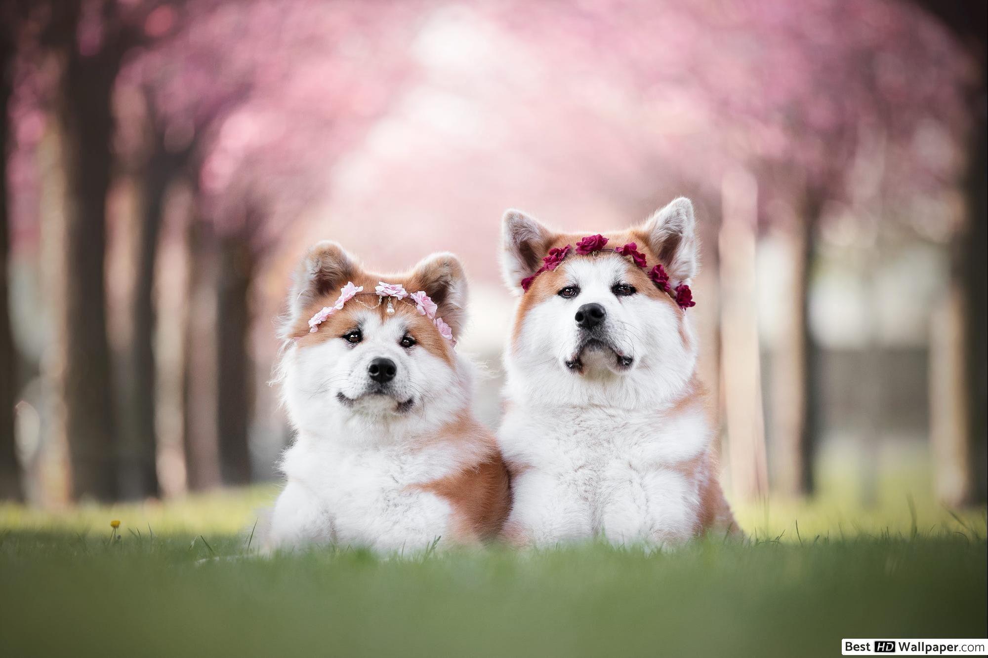 2000x1333 Akita HD .